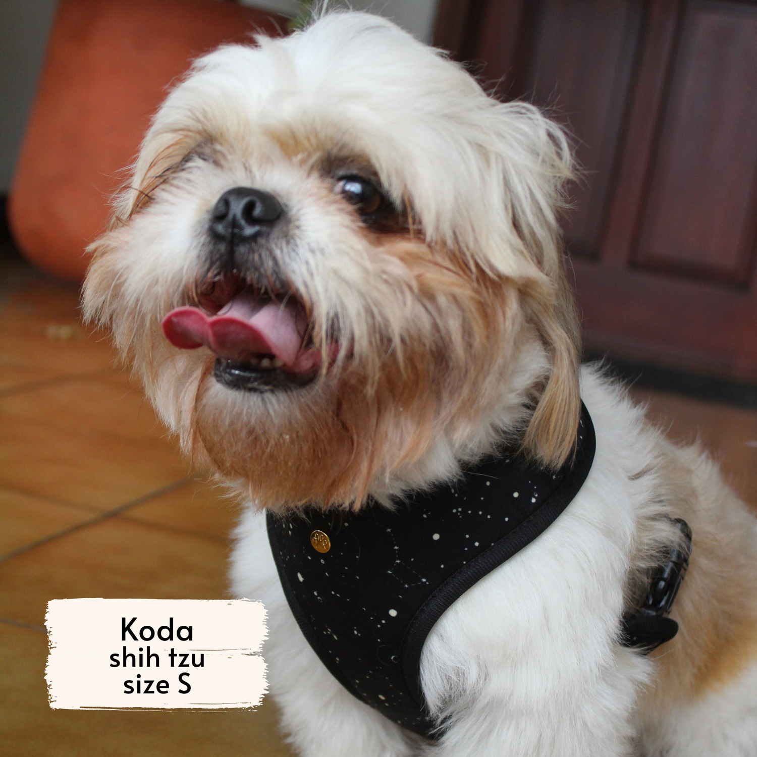 Pata Paw space explorer harness as seen on a small dog, Koda, a shih tzu.