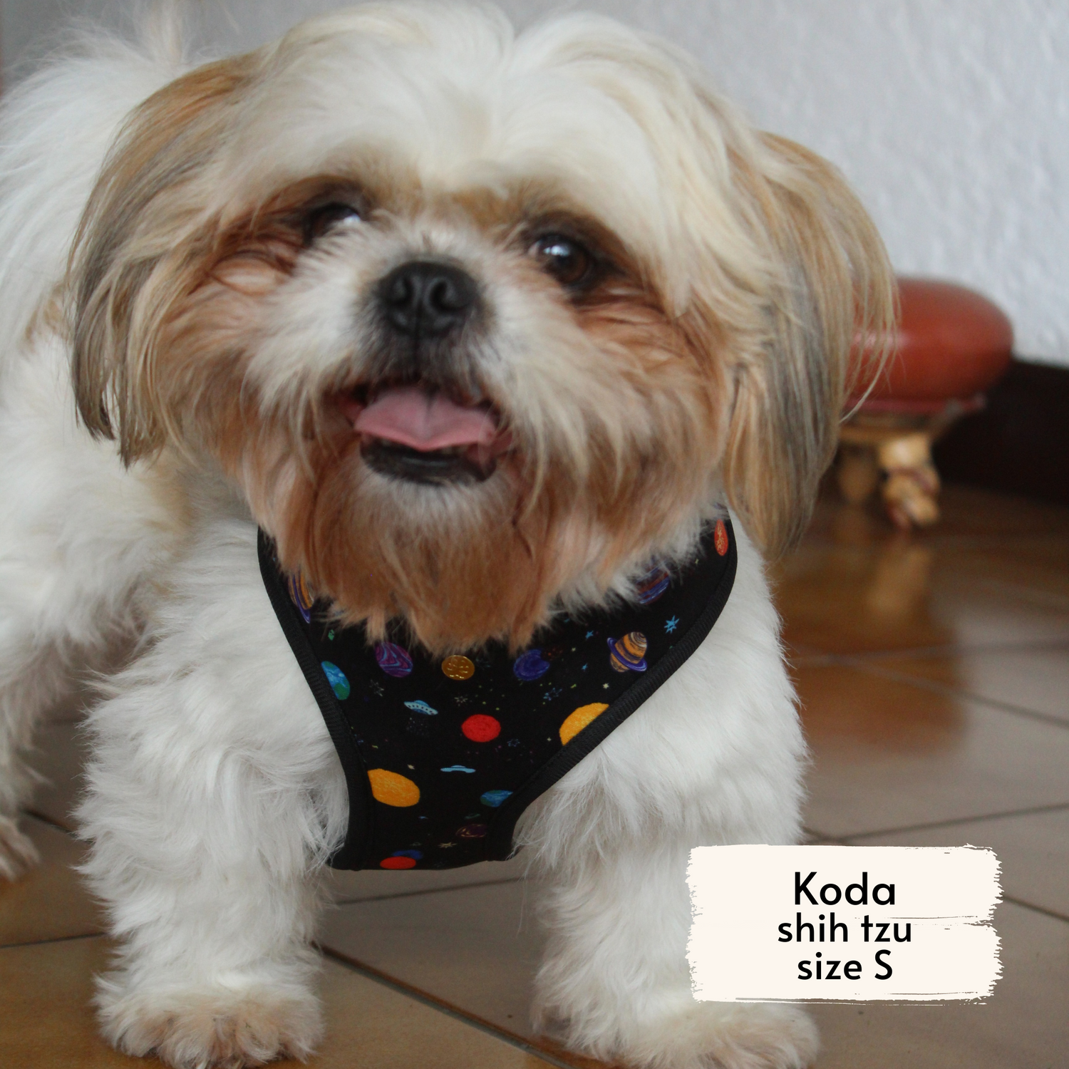 Pata Paw space explorer harness as seen on a small dog, Koda, a shih tzu.