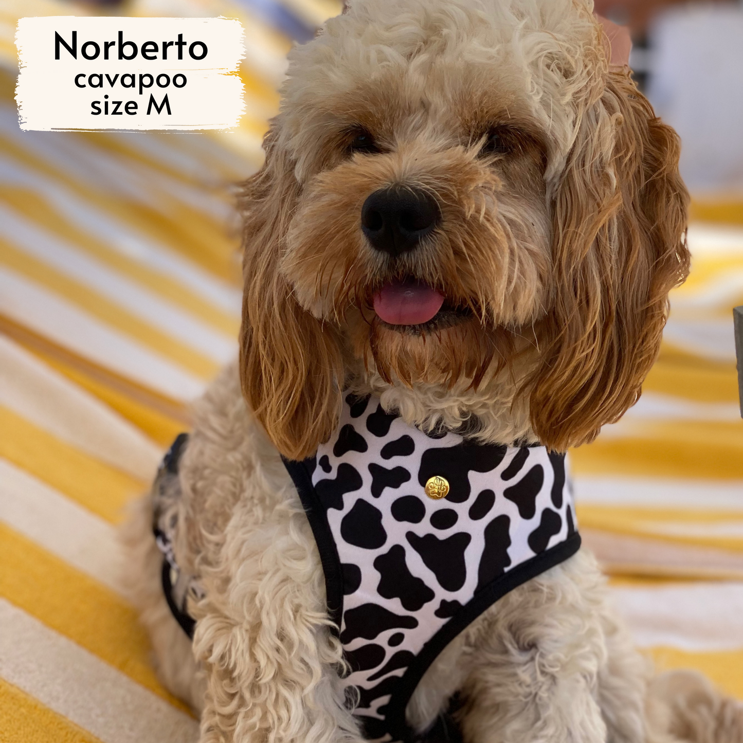 moo reversible harness