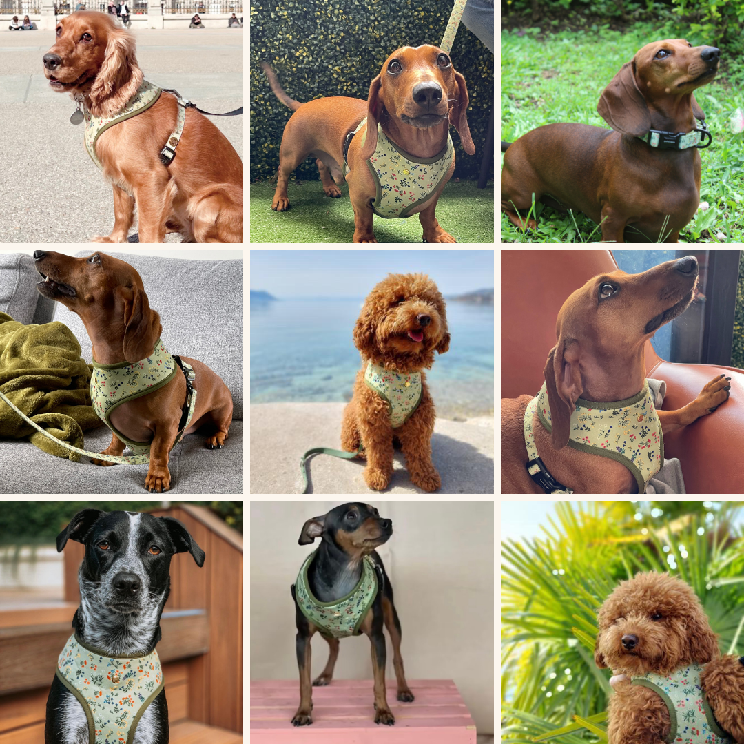 alpine wildflowers walking set