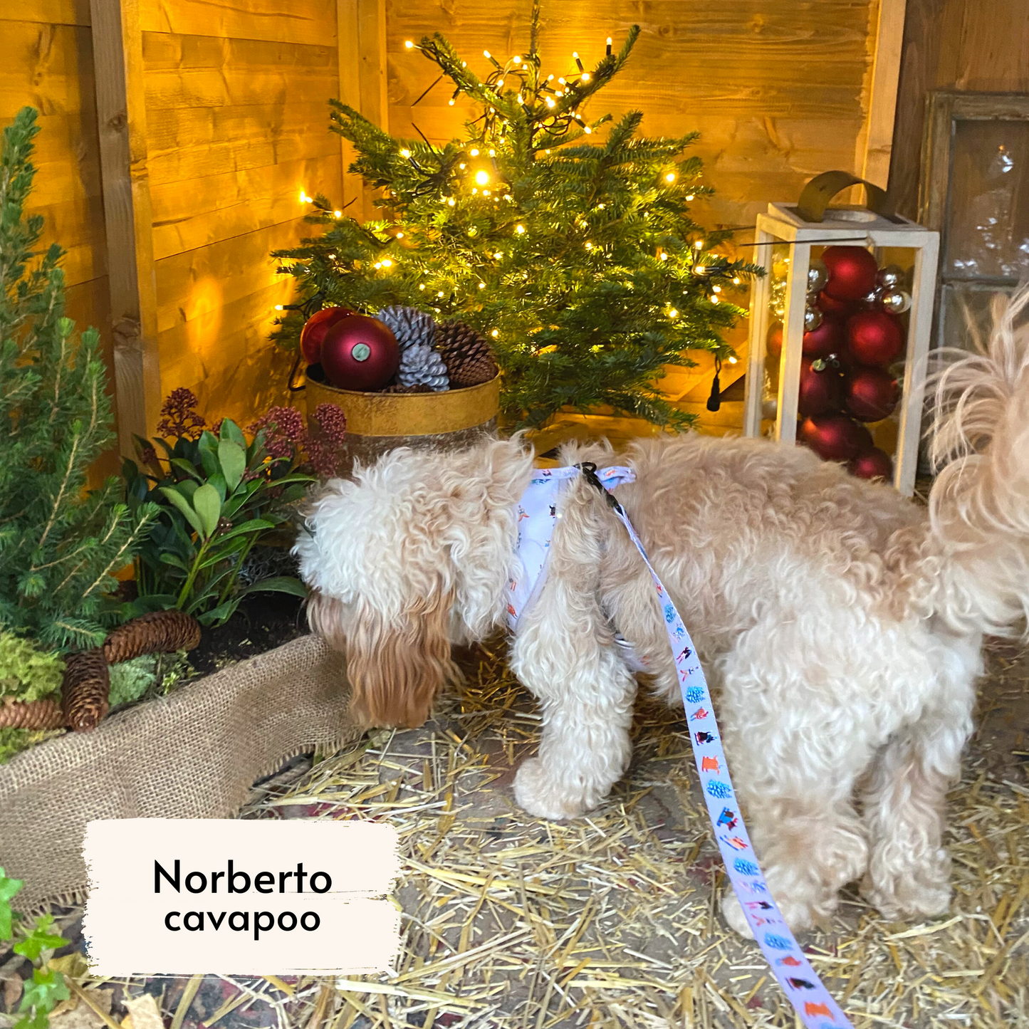 pata paw ski wonderland leash and harness worn by a medium sized dog, Norberto, a cavapoo