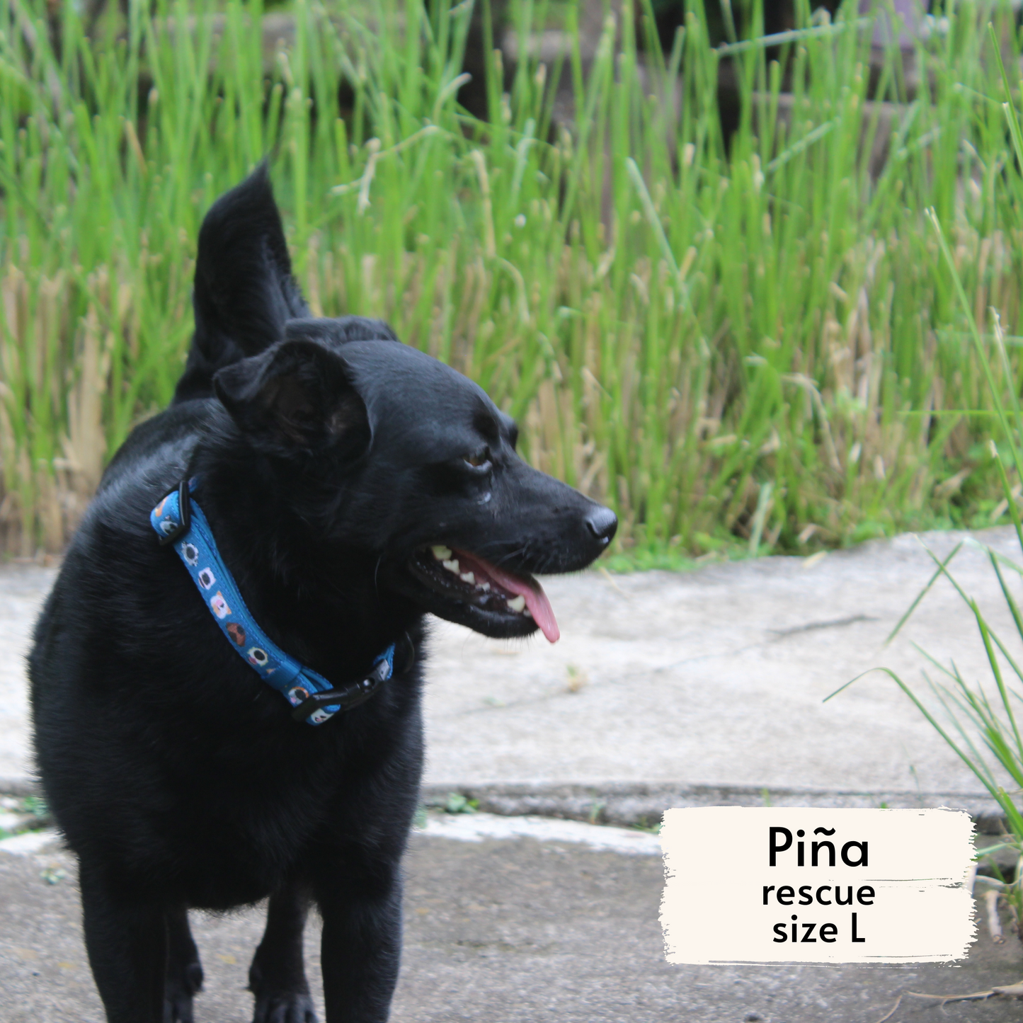 pata paw boops collar as seen on a large dog, Piña, a rescue dog