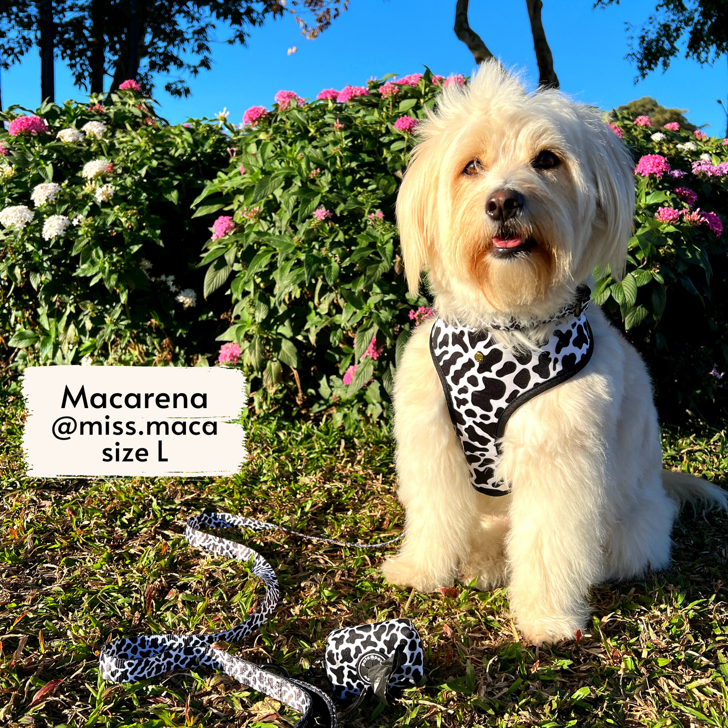 Pata Paw moo walking set as seen on @miss.maca