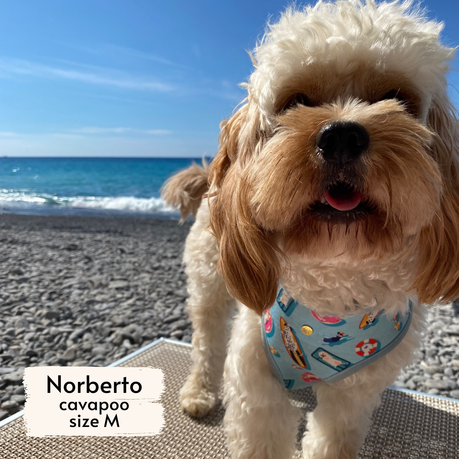 pata paw pool pups harness as seen on a medium dog, Norberto