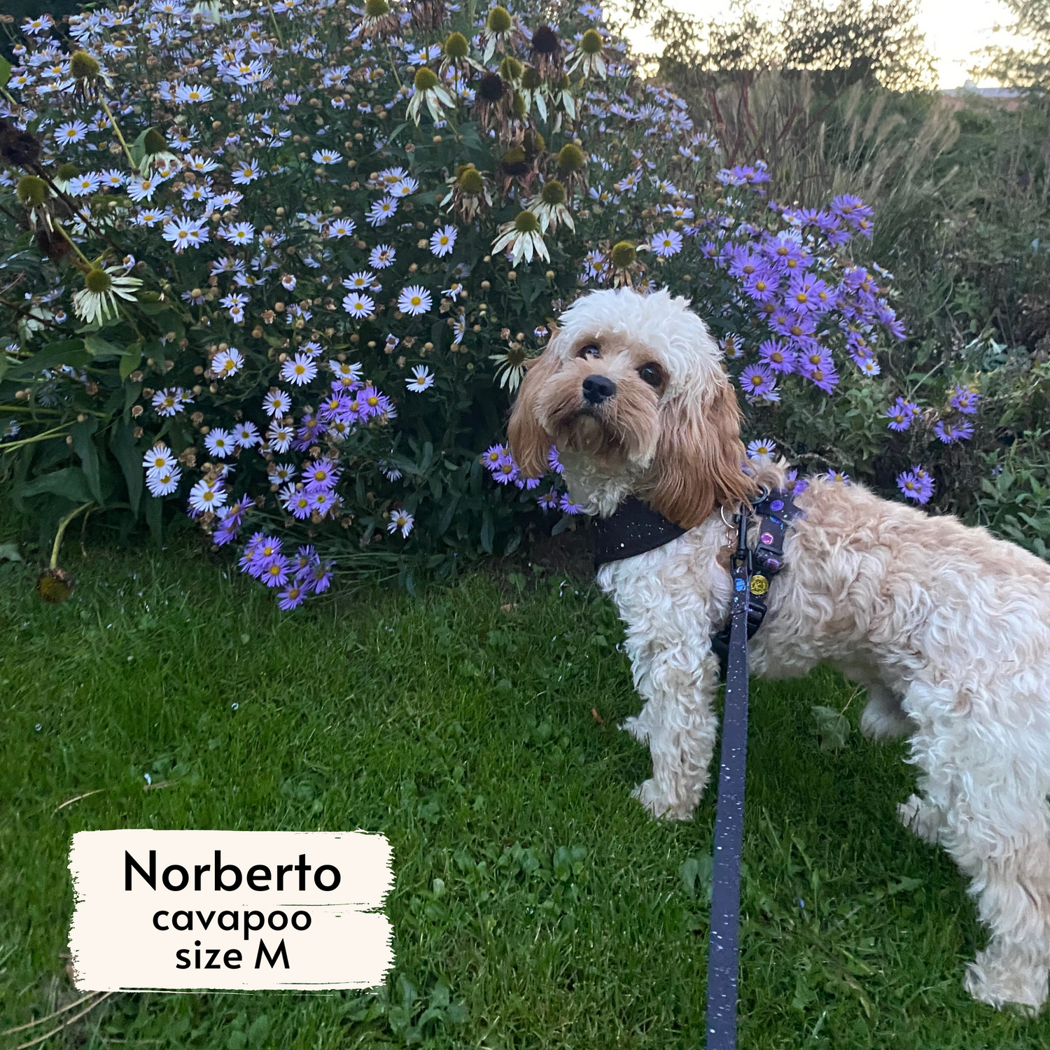 pata paw space explorer harness and leash as seen on a medium dog, Norberto, a cavapoo