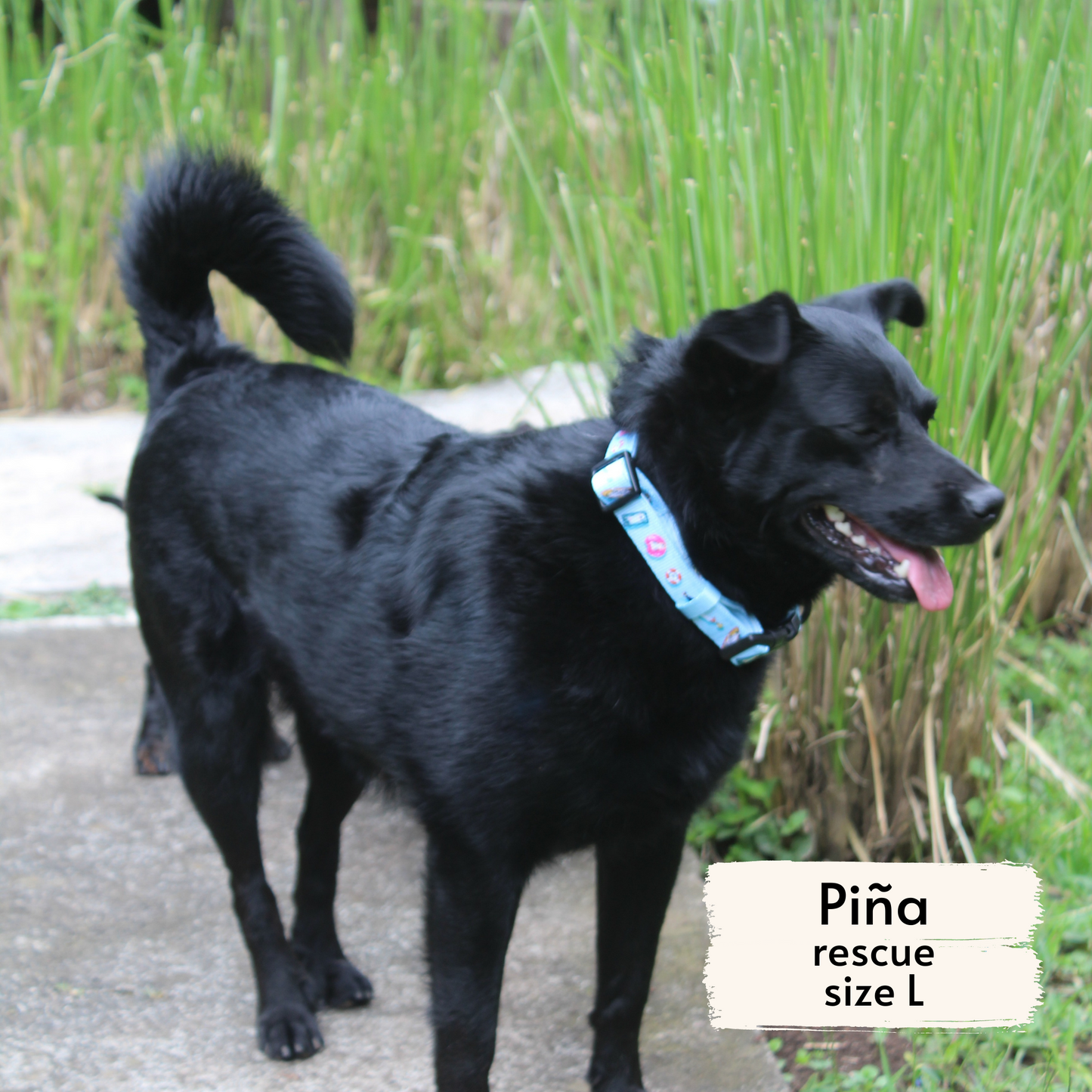 pata paw pool pups collar seen on a large dog, Piña, a rescue dog