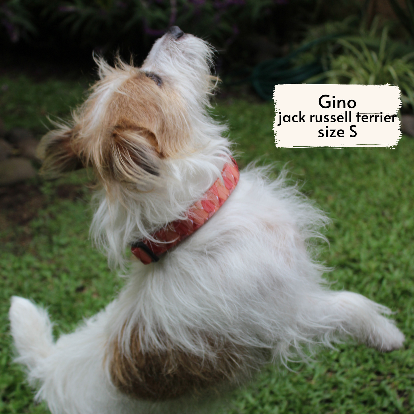 Pata Paw autumn crunch collar as seen on a small-sized dog, Gino, a Jack Russell Terrier