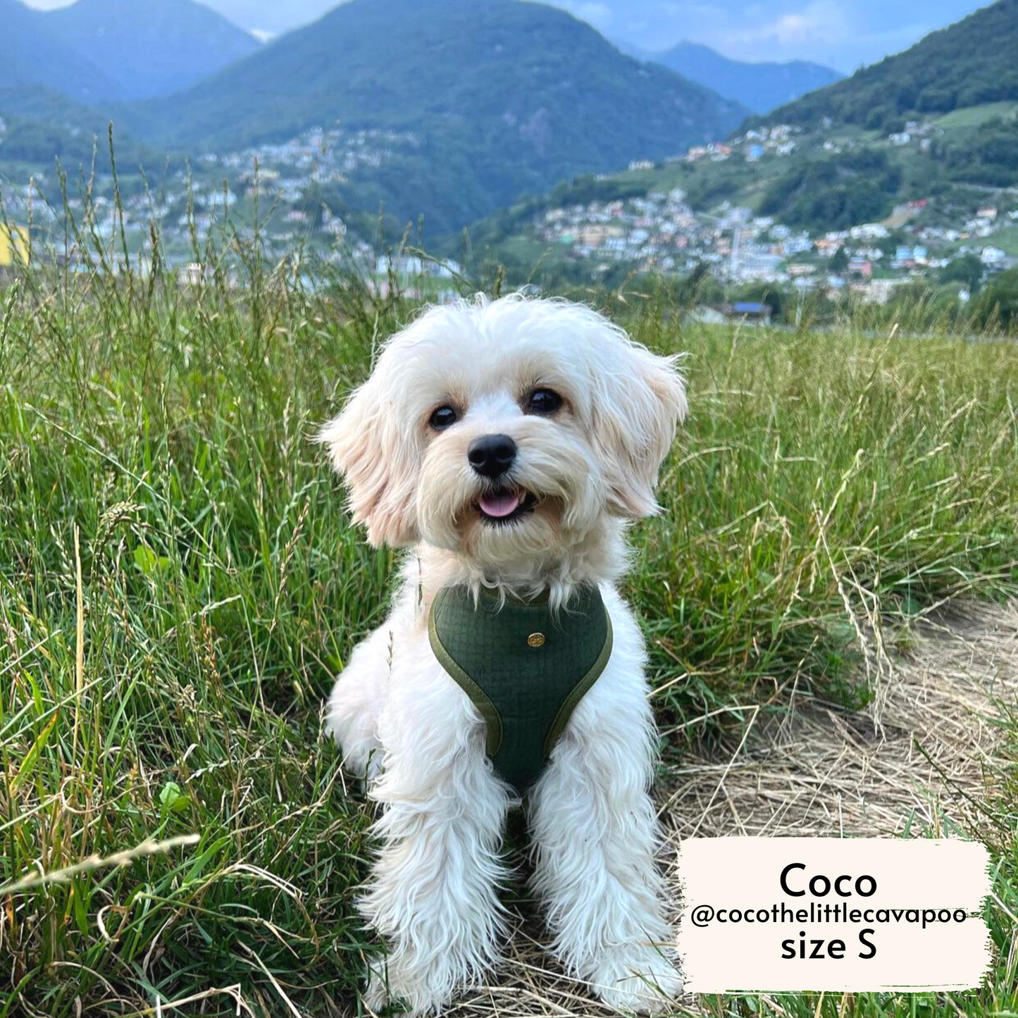 alpine wildflowers reversible harness