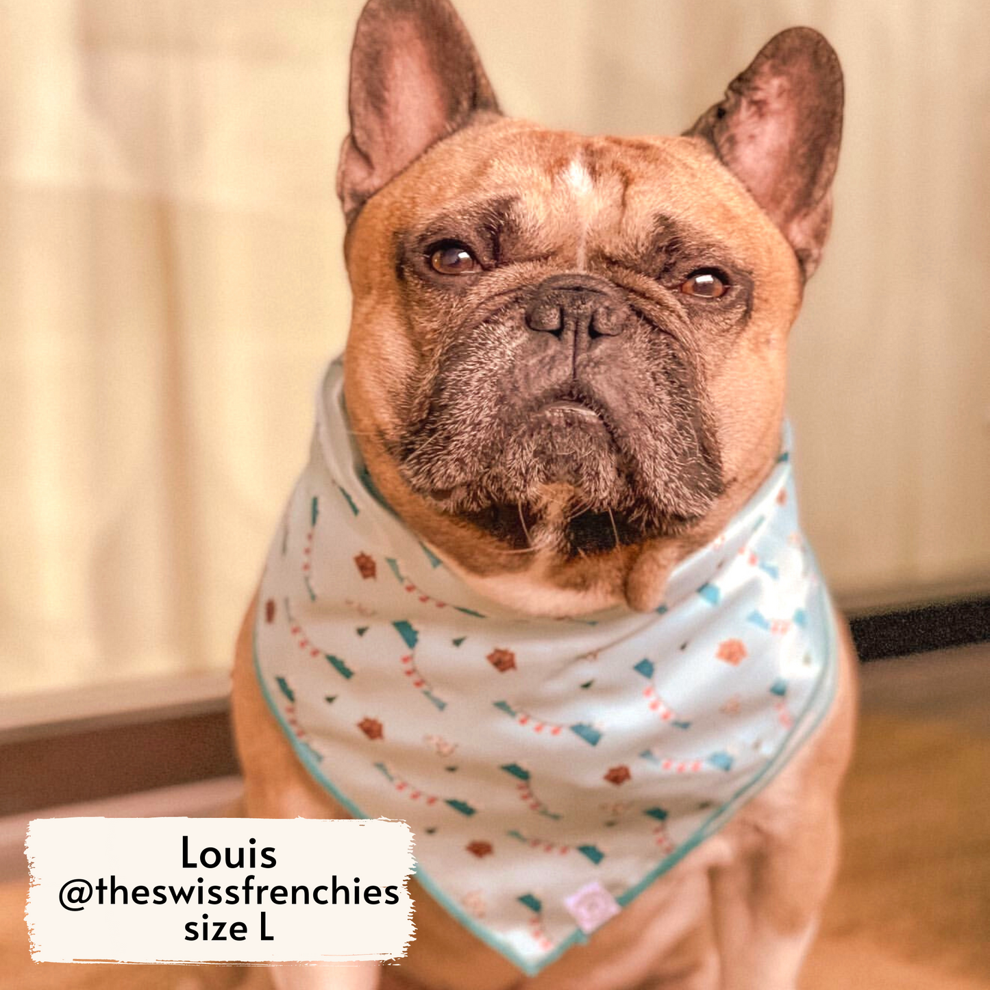 Pata Paw Les Alpes bandana worn by a large Frenchie, Louis