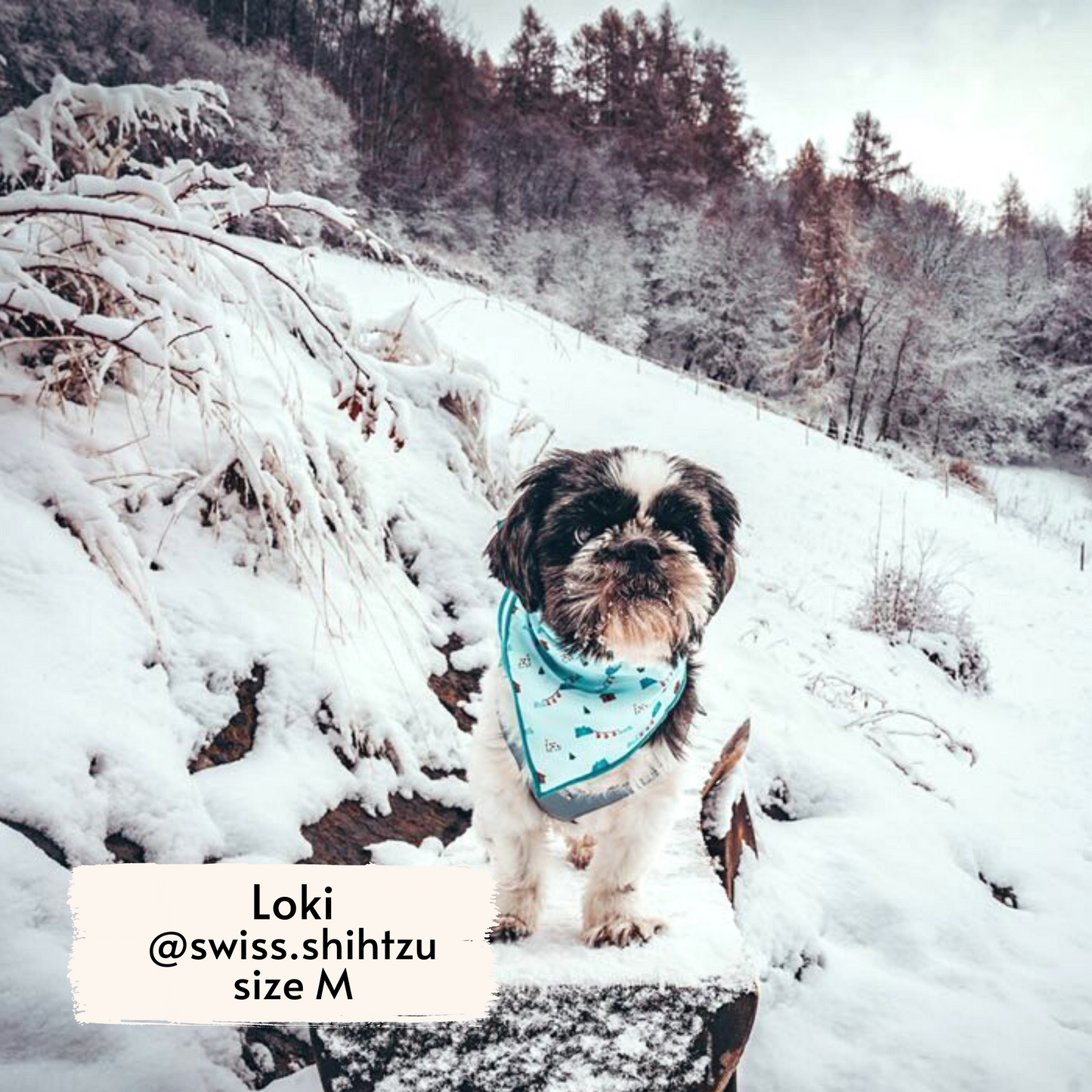 Pata Paw Les Alpes bandana as seen on a medium-sized dog, Loki