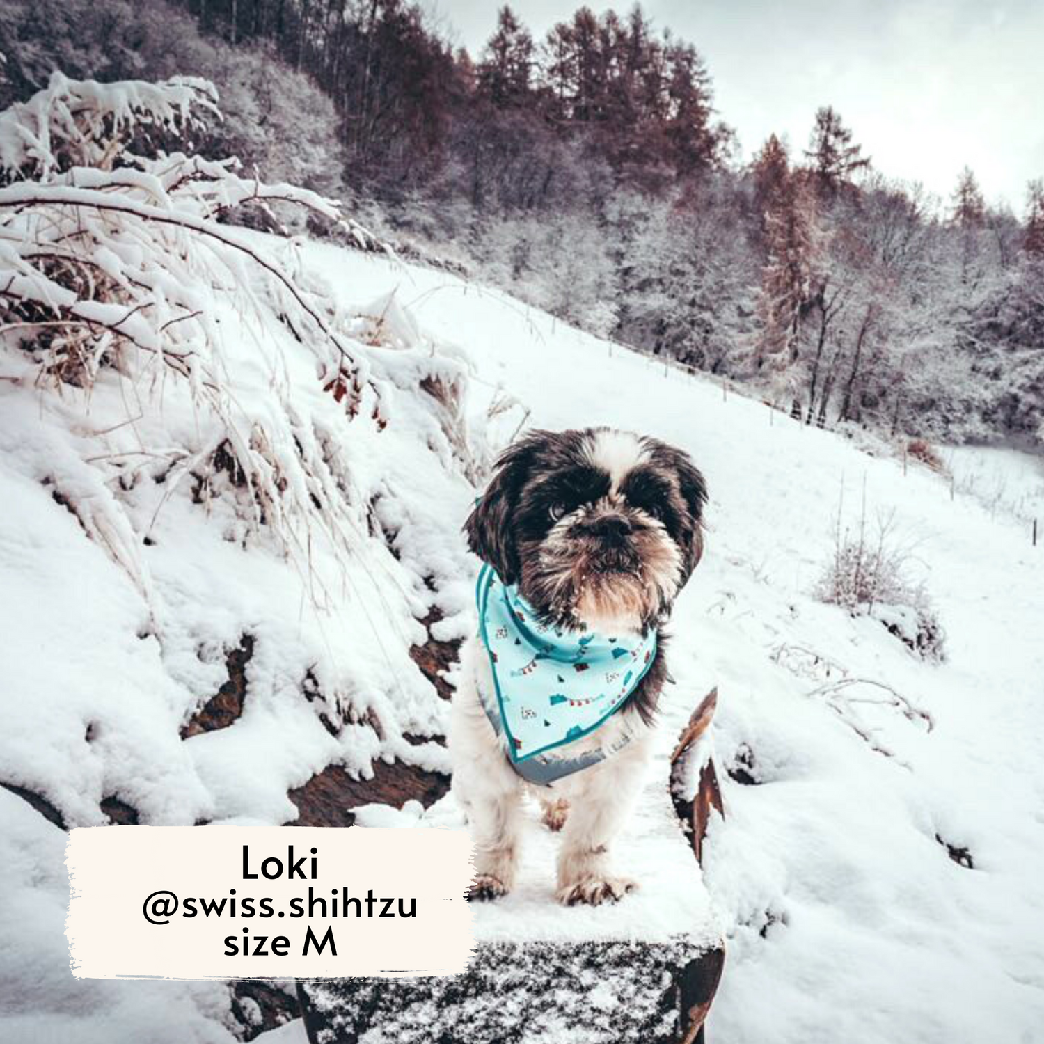 Pata Paw Les Alpes bandana as seen on a medium-sized dog, Loki