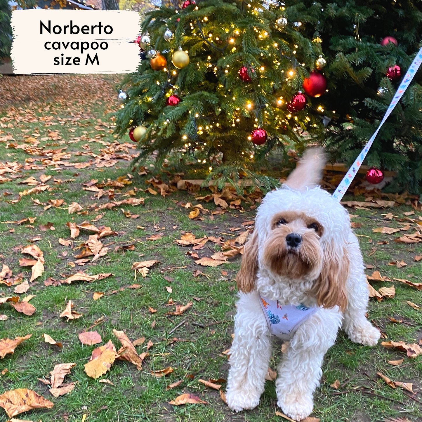 Pata Paw Ski Wonderland reversible harness as seen on a medium-sized dog, Norberto, a cavapoo