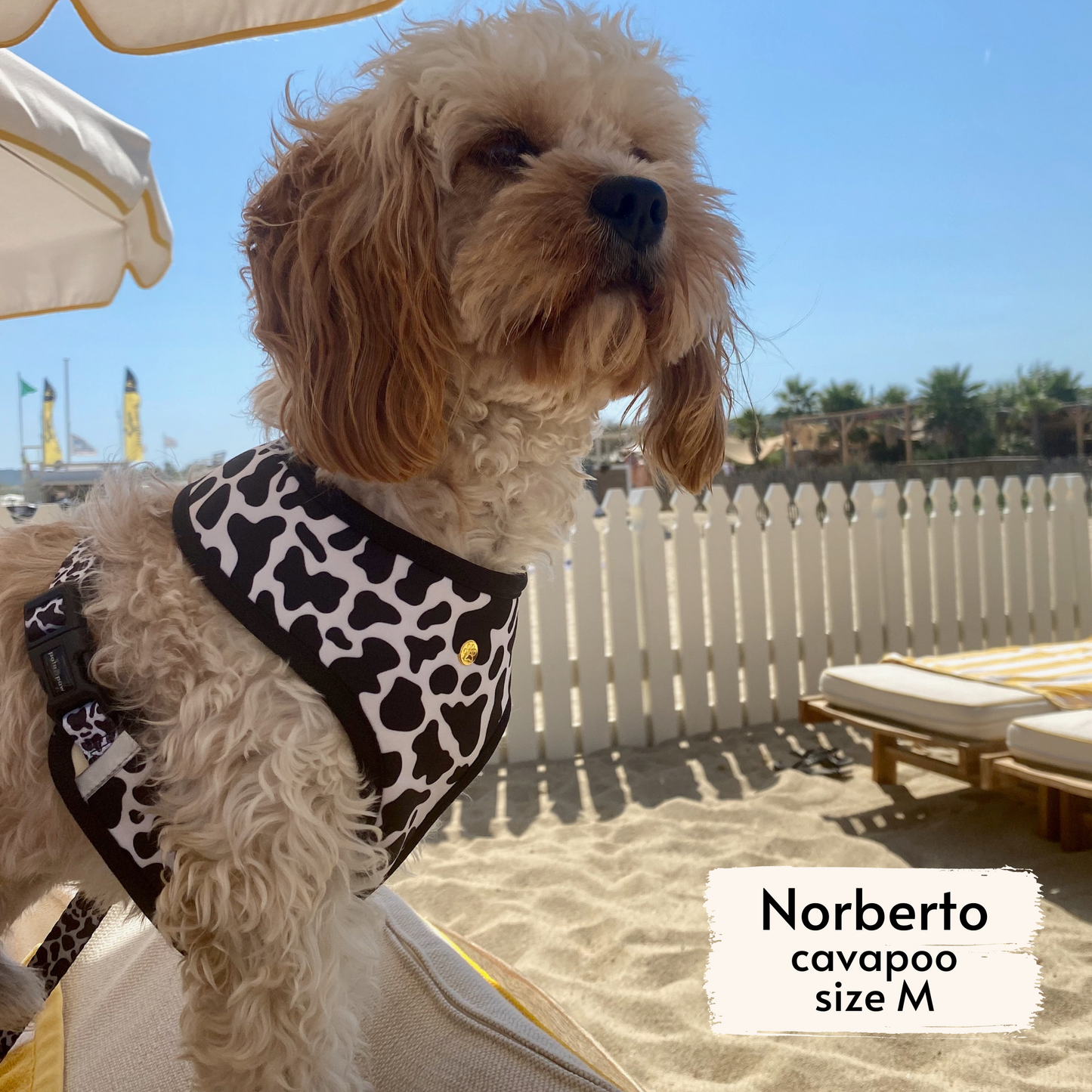 moo reversible harness