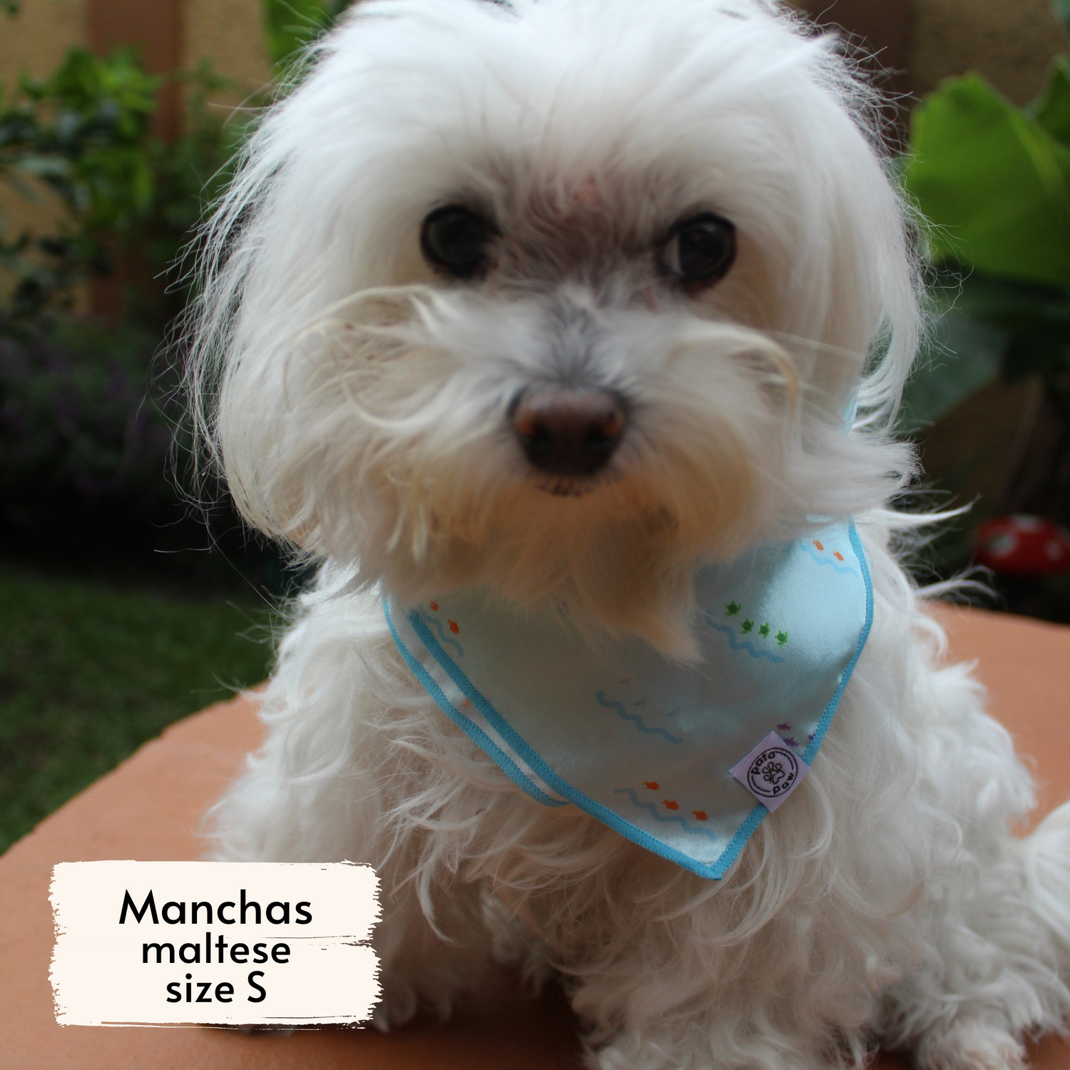 Pata Paw Costa Rican sea life bandana as seen on a small dog, Manchas, a maltese