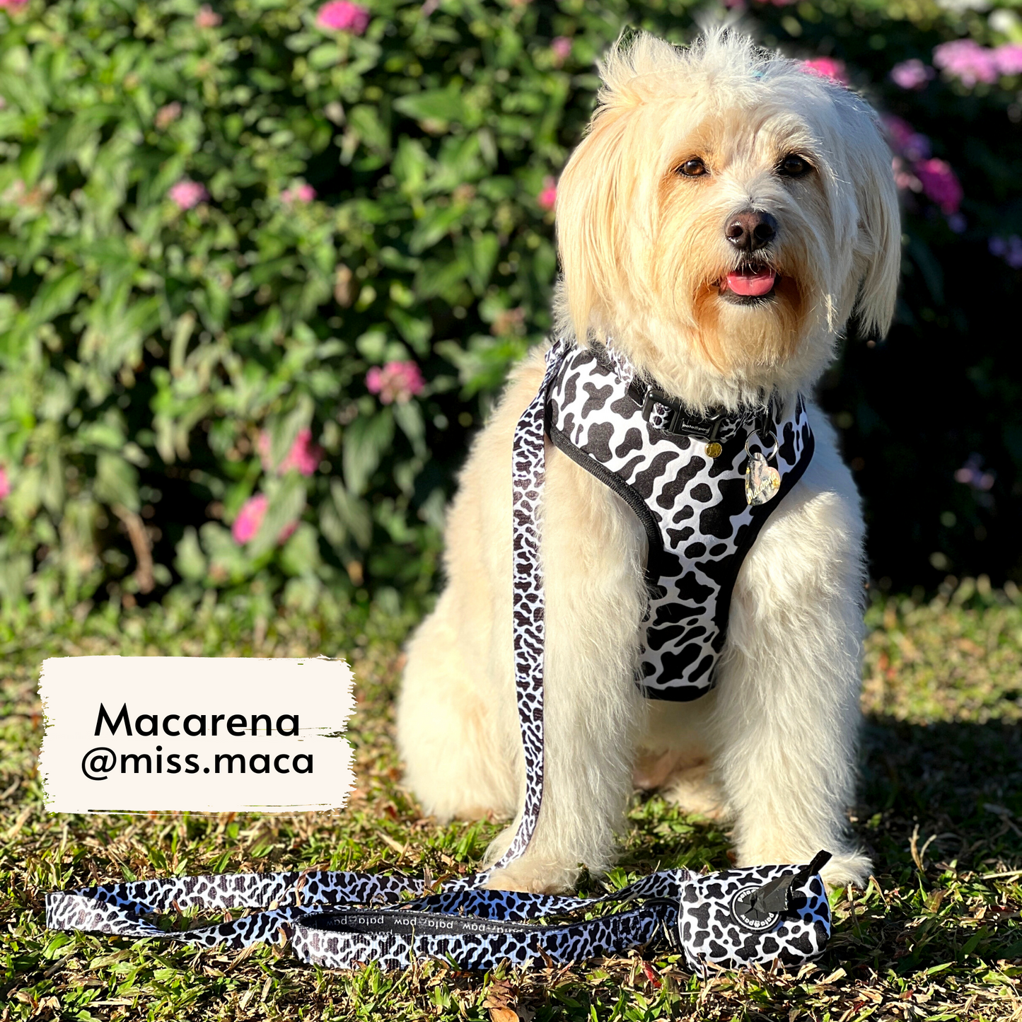 Pata Paw moo walking set as seen on @miss.maca