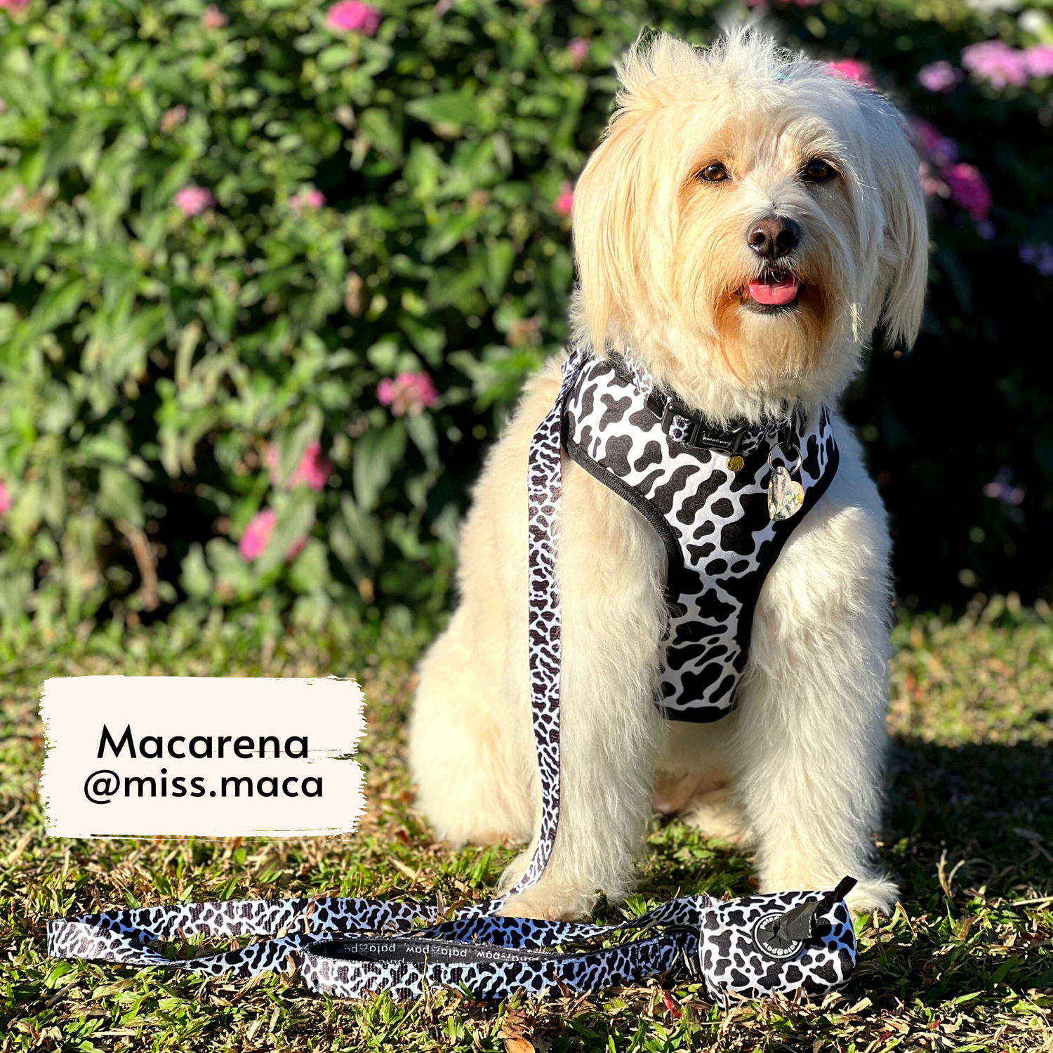 Pata Paw moo walking set as seen on @miss.maca