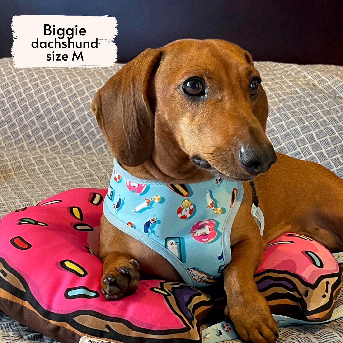 pool pups reversible harness