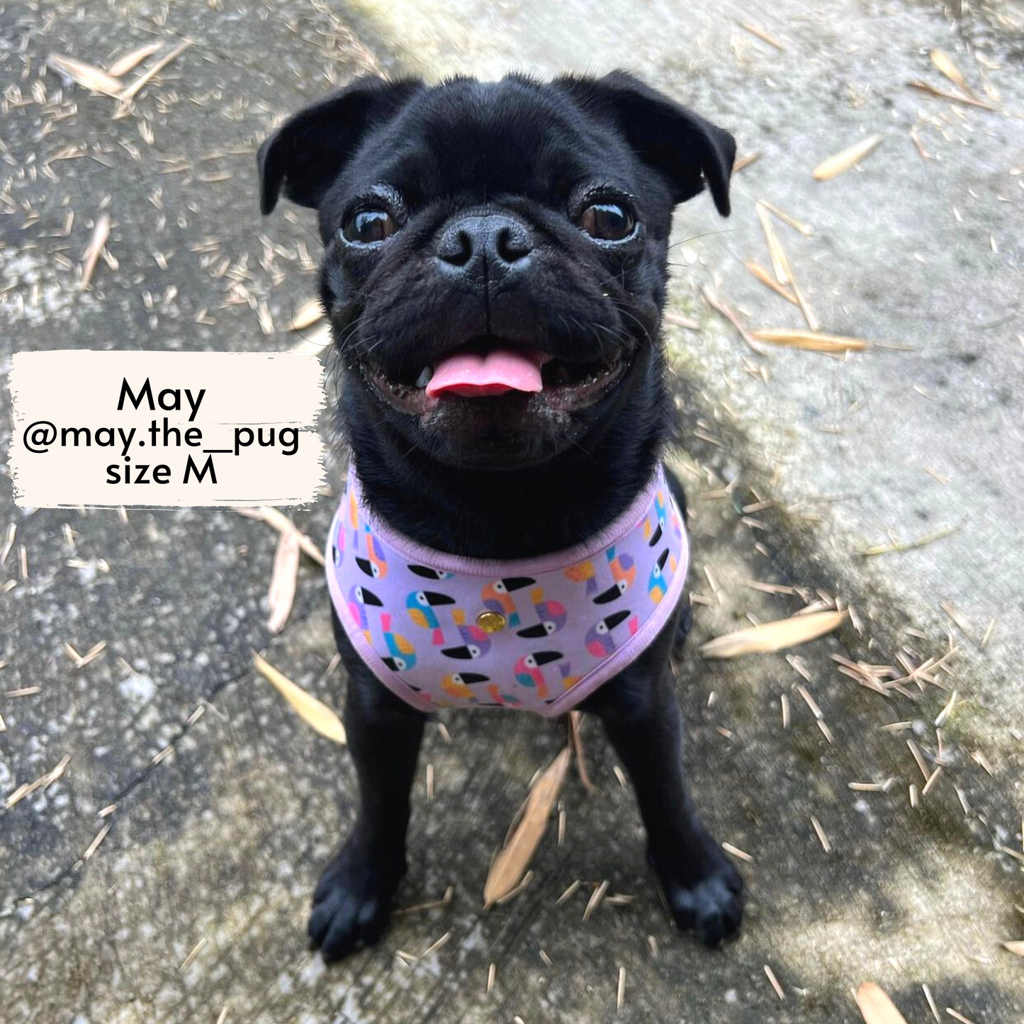 toucan tropics reversible harness