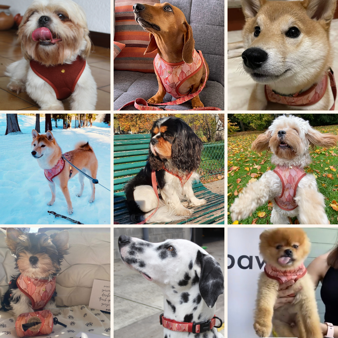 forest crunch walking set