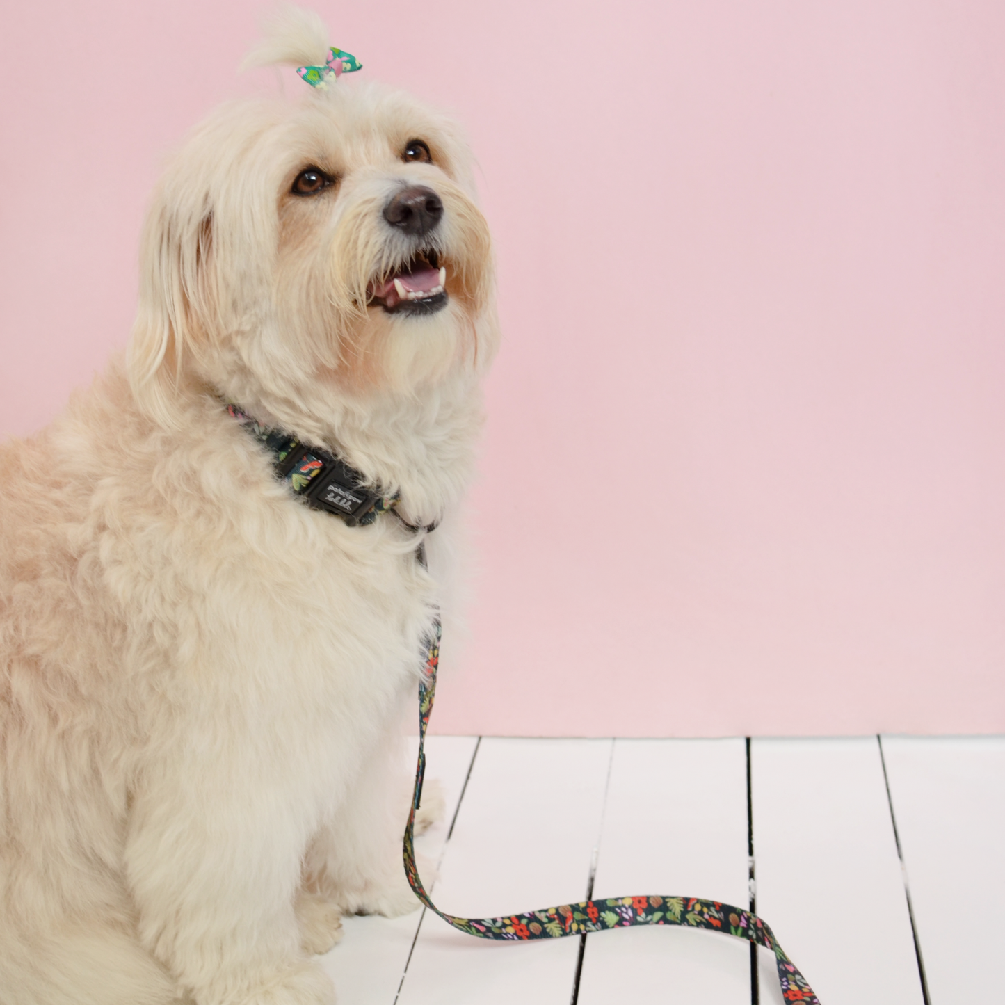 selva x holalola leash