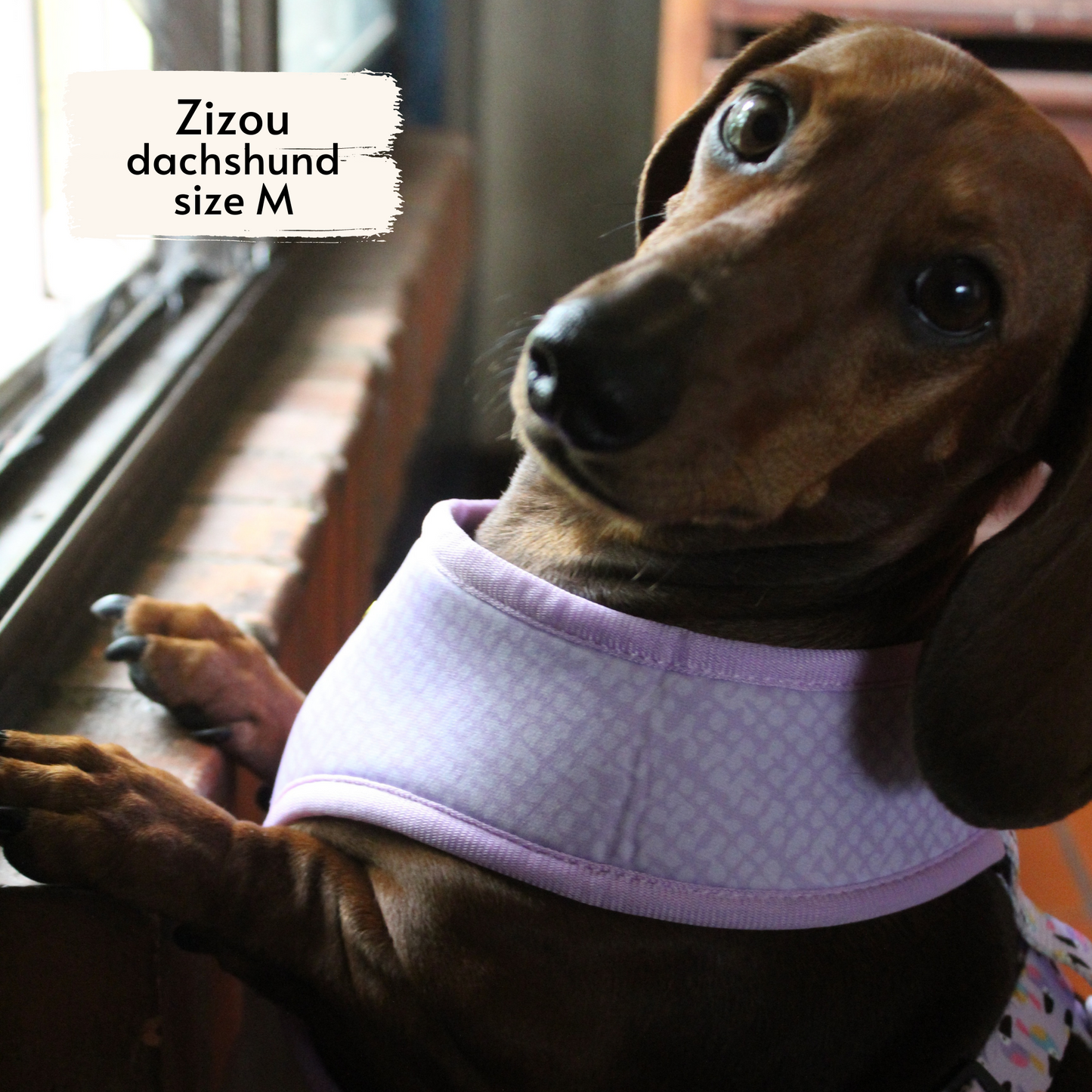 toucan tropics reversible harness