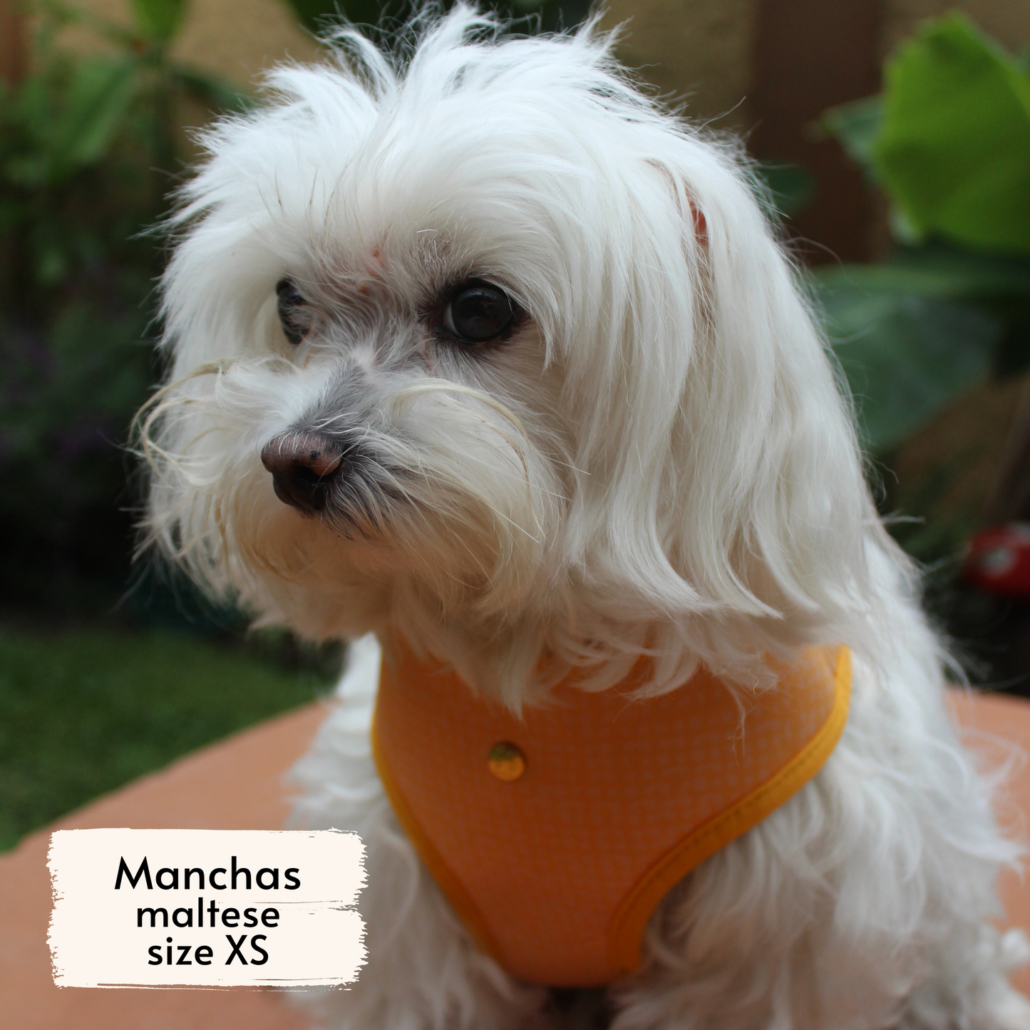 Pata Paw traveling pups harness as seen on a XS dog, Manchas, a maltese