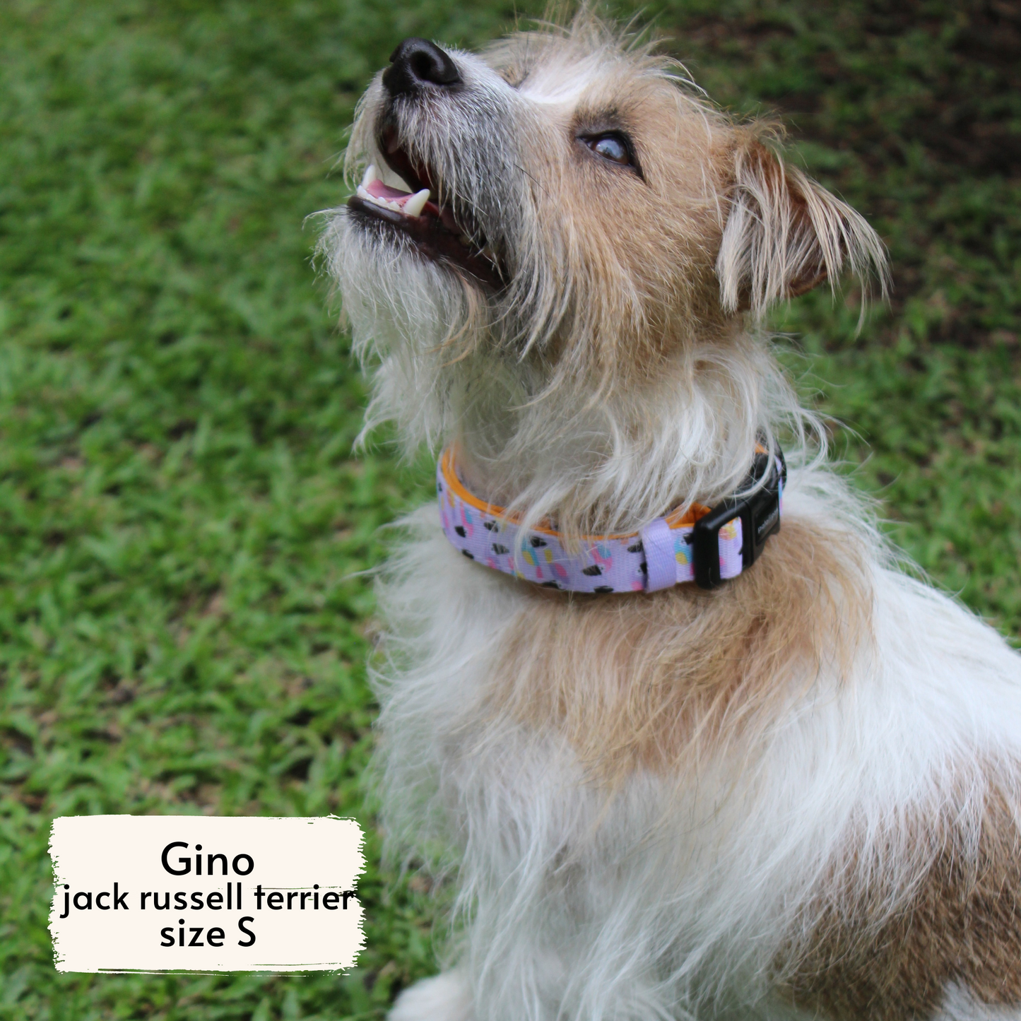 Pata Paw toucan tropics collar as seen on a small-sized dog, Gino, a Jack Russell Terrier