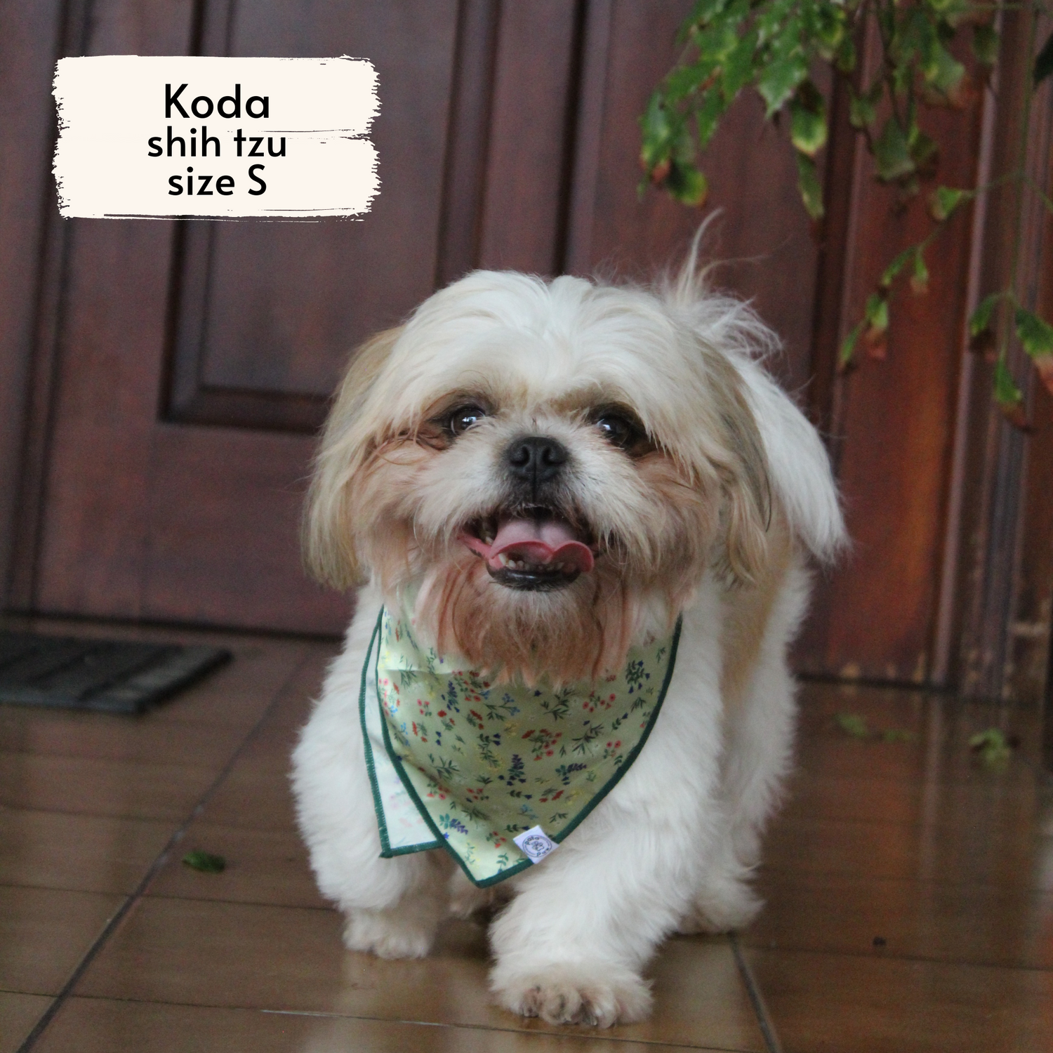 Pata Paw alpine wildflowers bandana as seen on a small dog, Koda, a shih tzu.