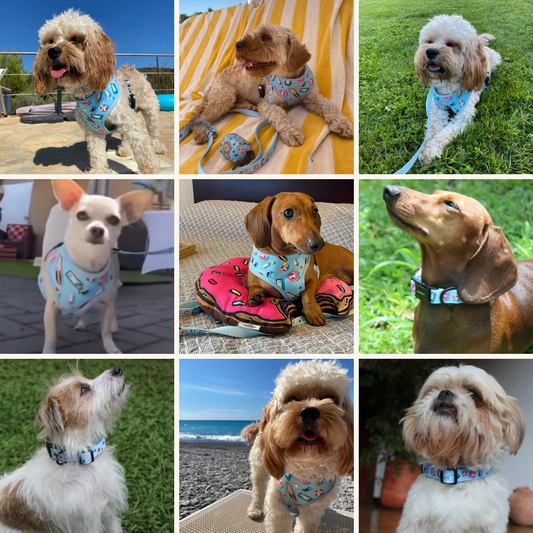 pool pups walking set