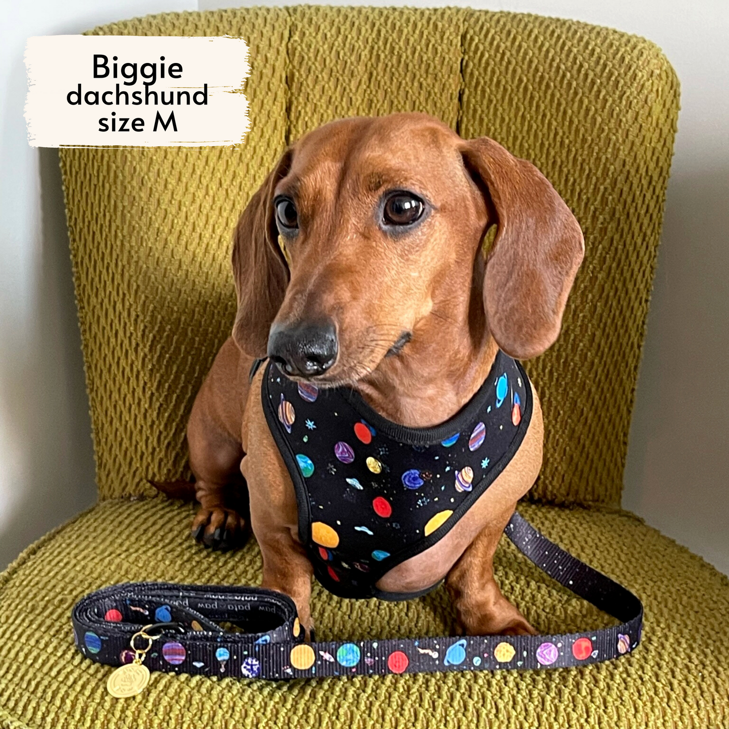 space explorer leash