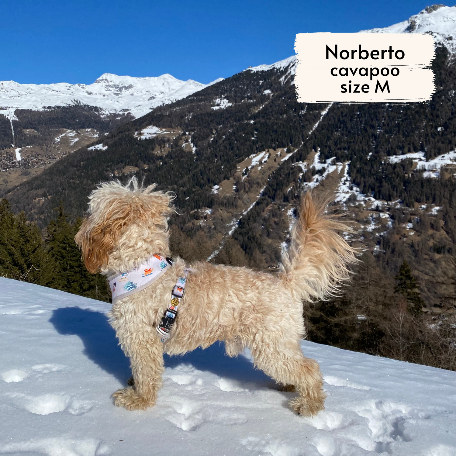 Pata Paw Ski Wonderland reversible harness as seen on a medium-sized dog, Norberto, a cavapoo