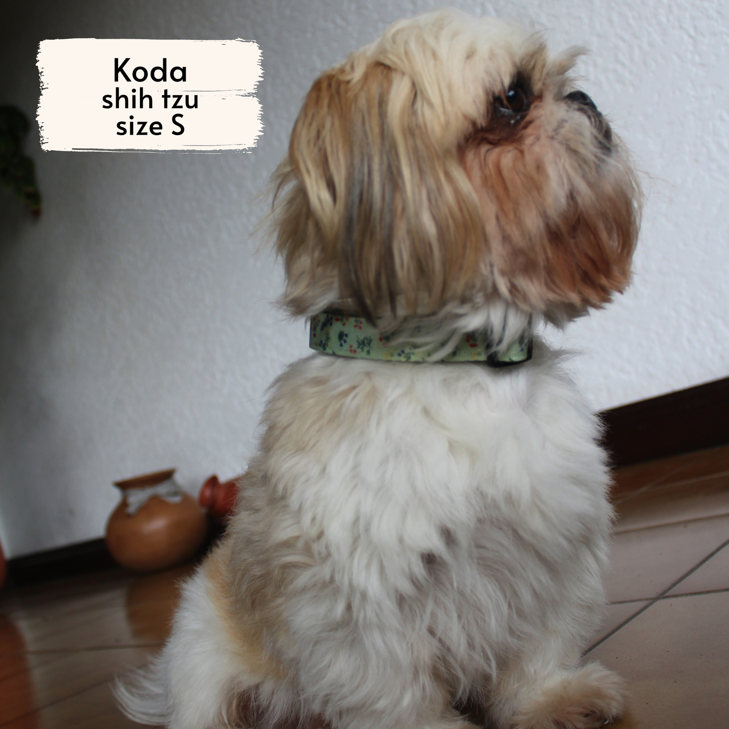 Pata Paw alpine wildflowers collar as seen on a small dog, Koda, a shih tzu.