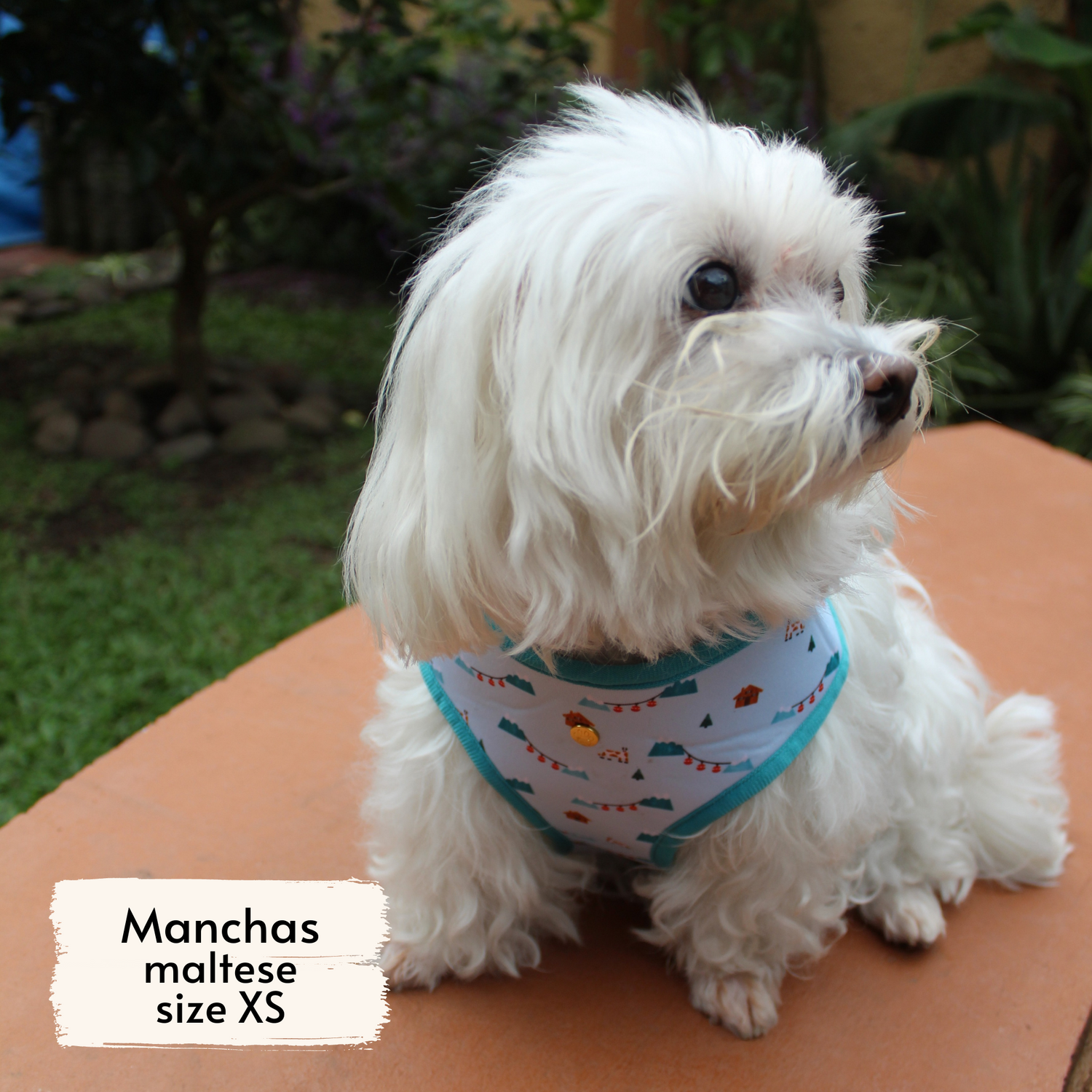 Pata Paw les alpes harness as seen on a XS dog, Manchas, a maltese