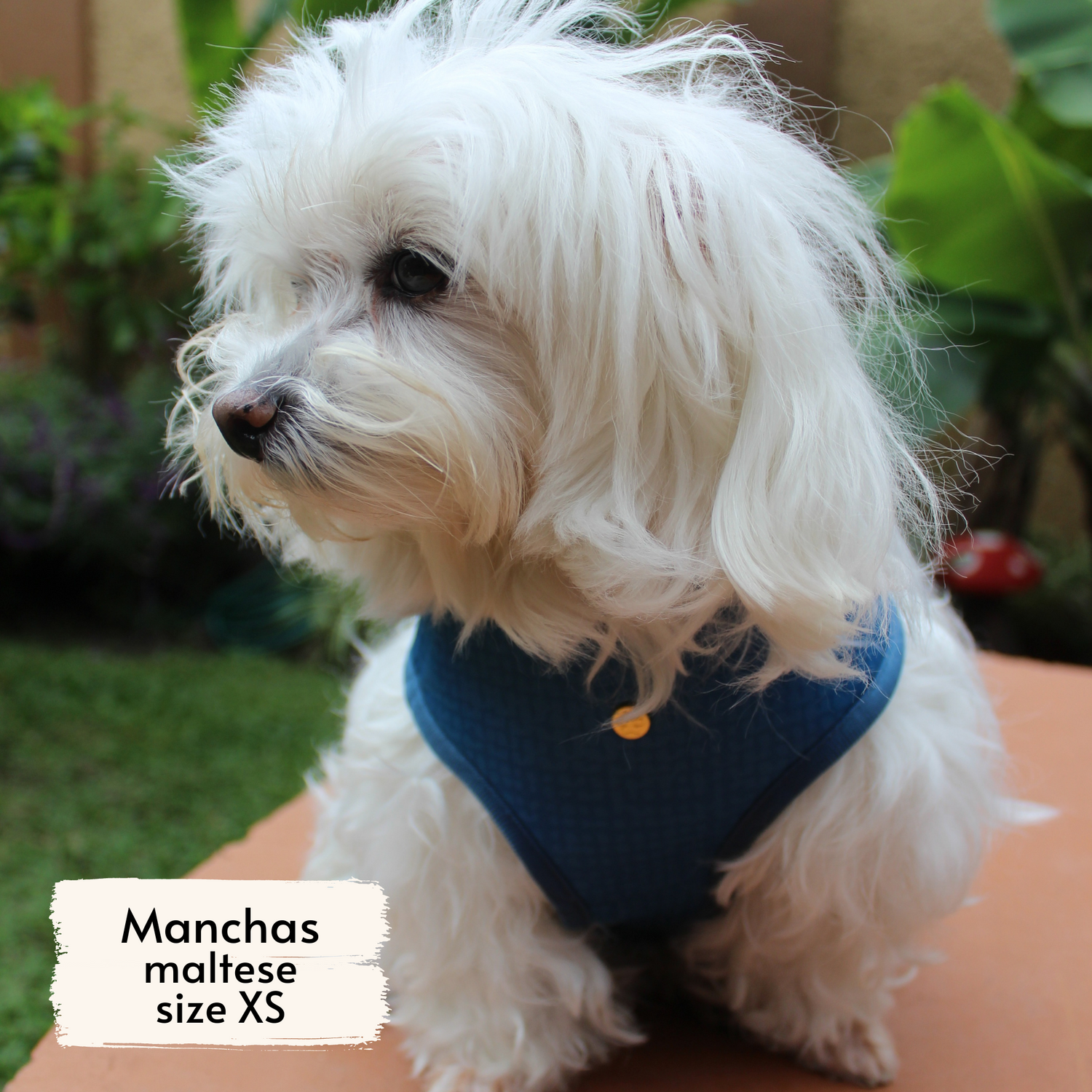 Pata Paw boops harness as seen on a XS dog, Manchas, a maltese