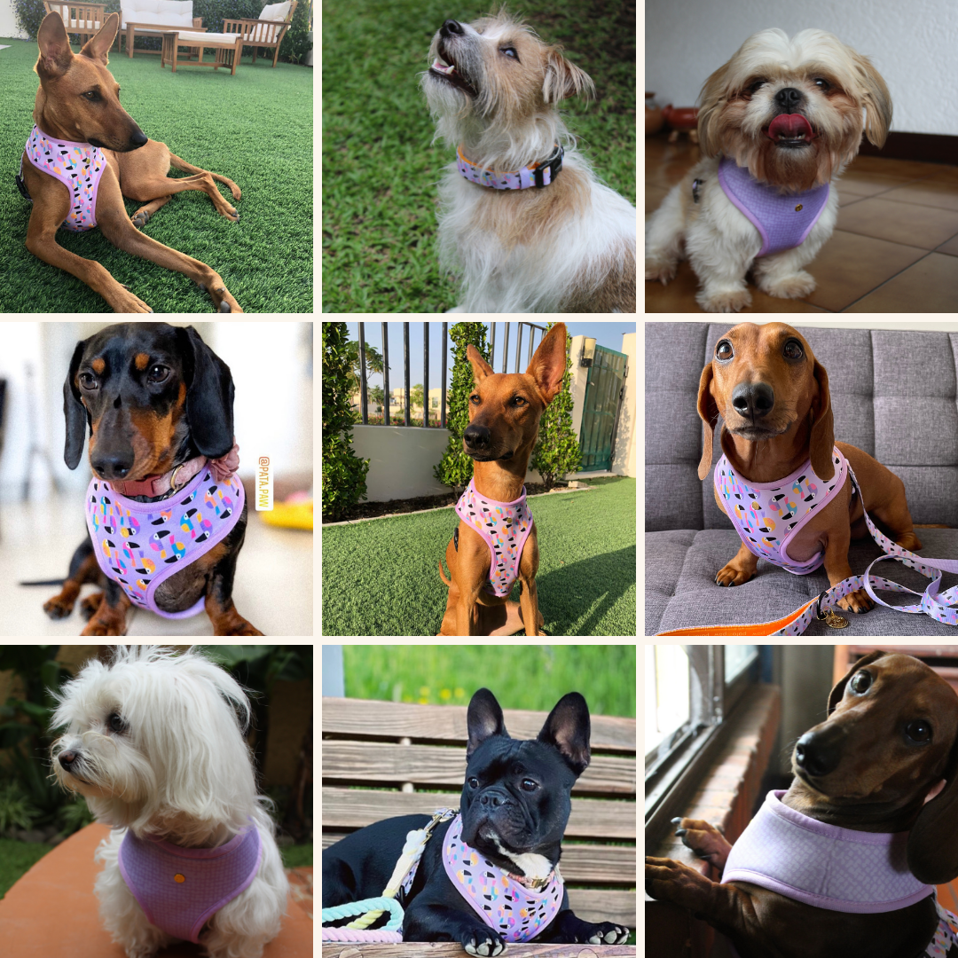 toucan tropics walking set