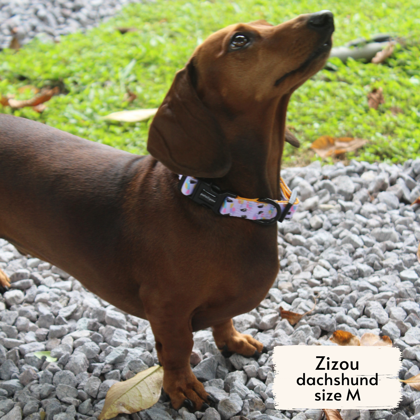 toucan tropics collar