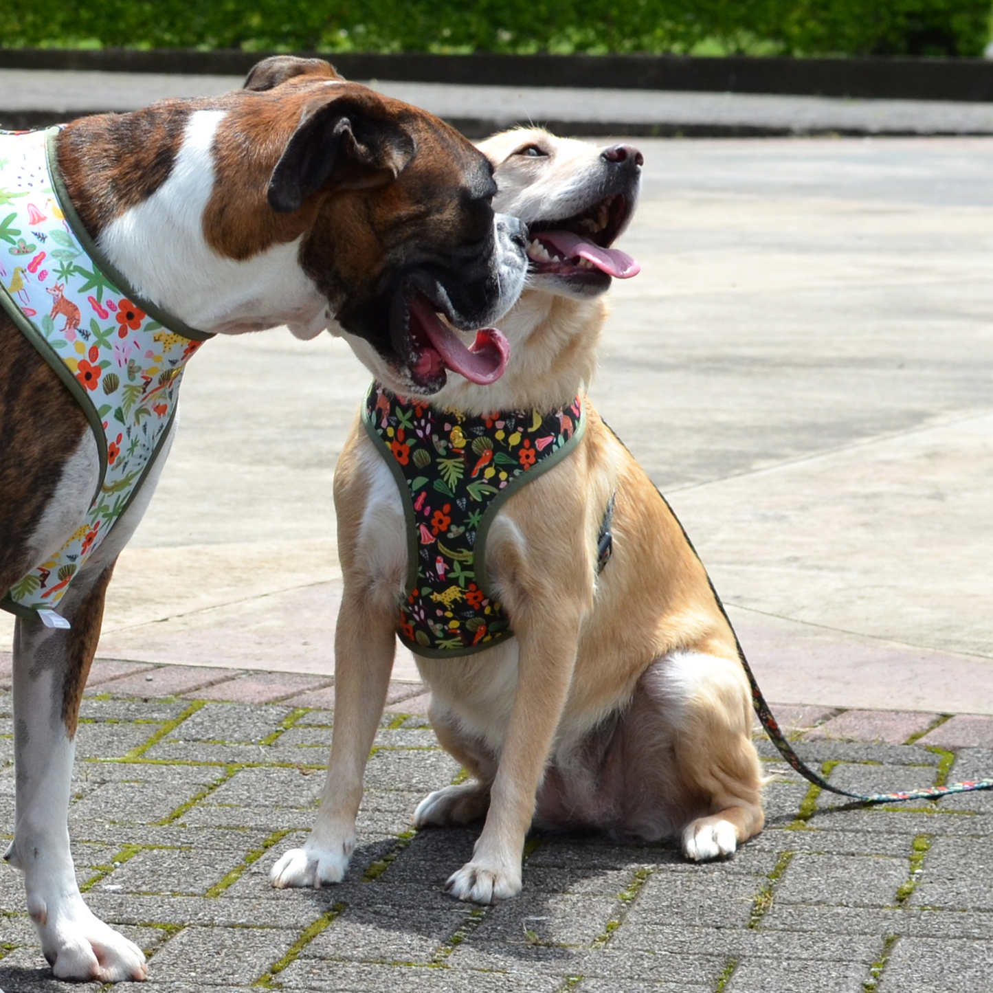 selva x holalola reversible harness