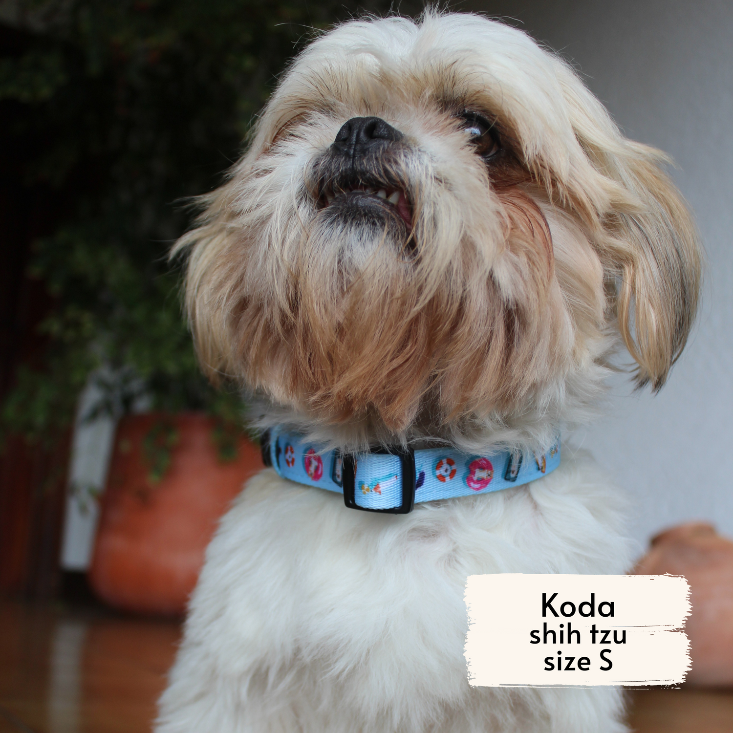 Pata Paw pool pups collar as seen on a small dog, Koda, a shih tzu.