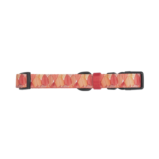 Pata Paw autumn crunch collar.