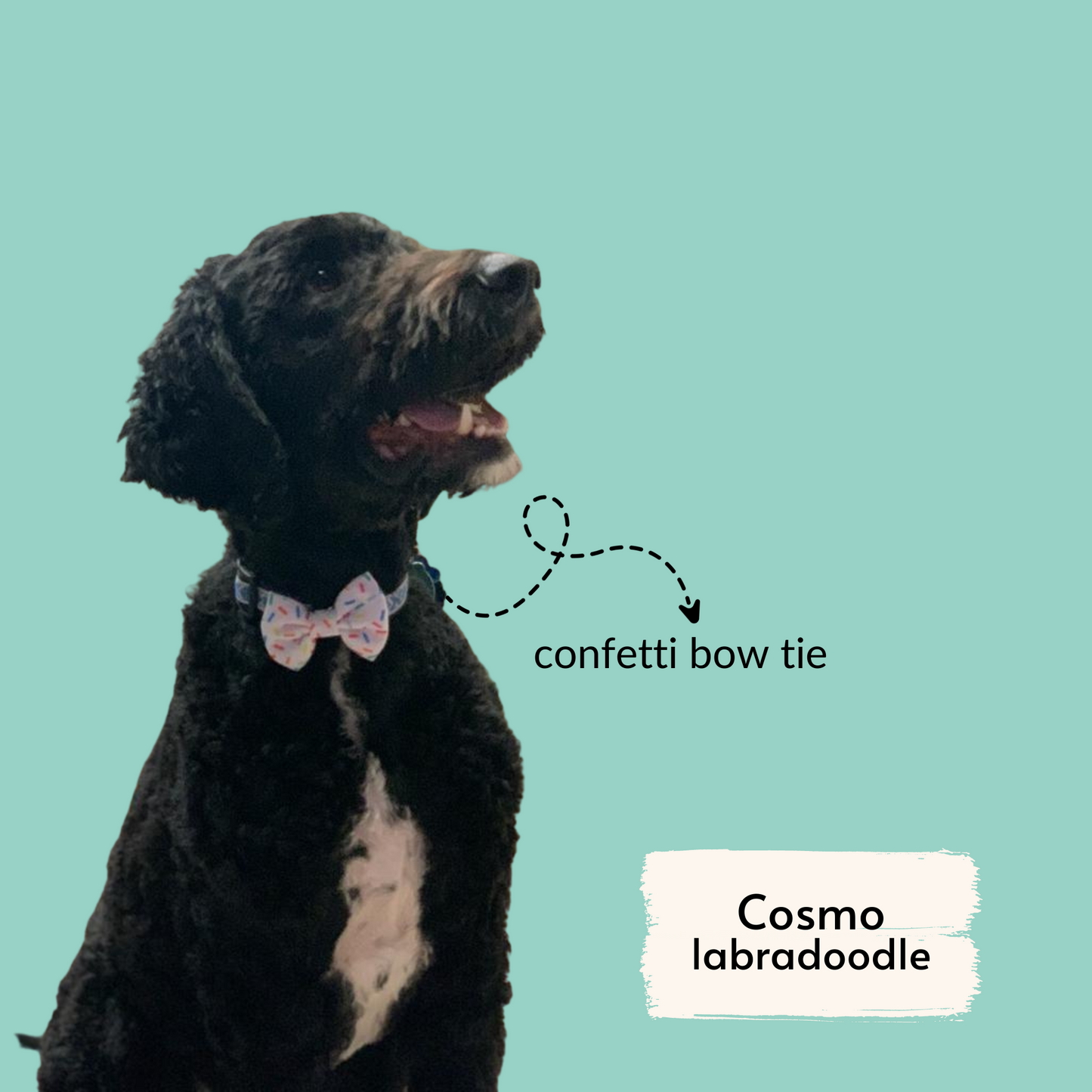confetti bow tie