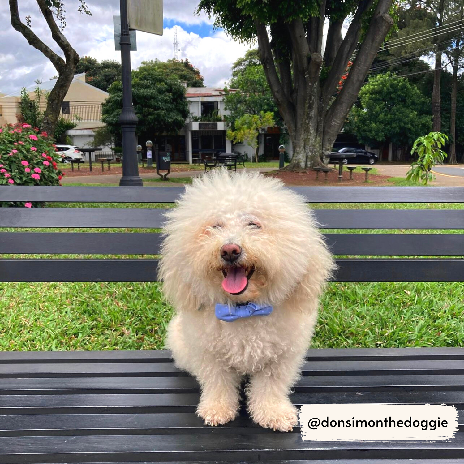 Simon, Costa Rica poodle, wearing Pata Paw's blue bow tie