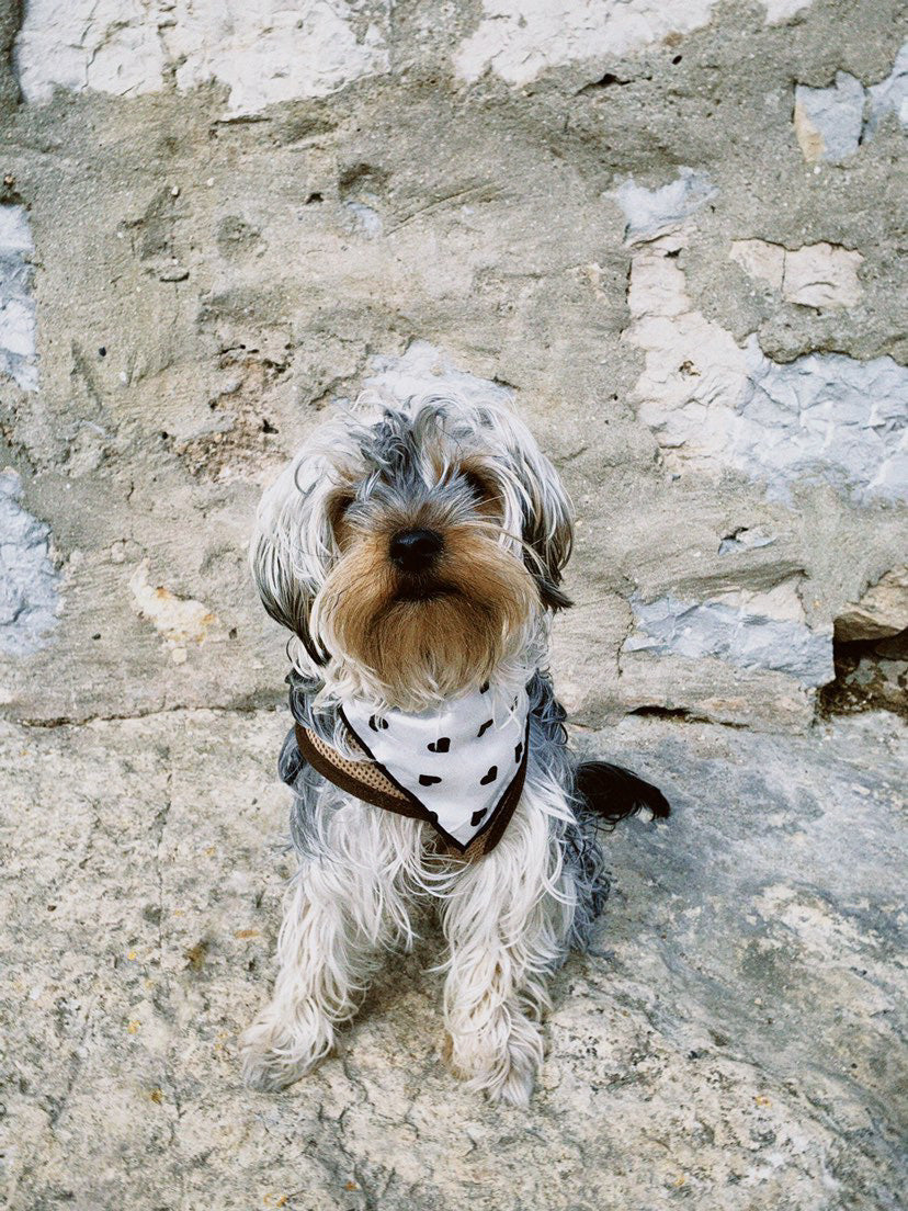 classic hearts bandana