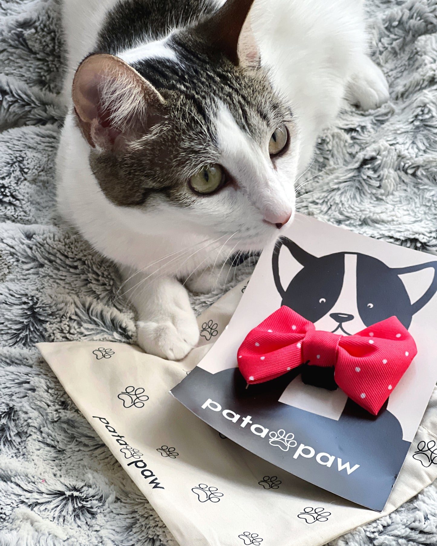 red polka dots bow tie