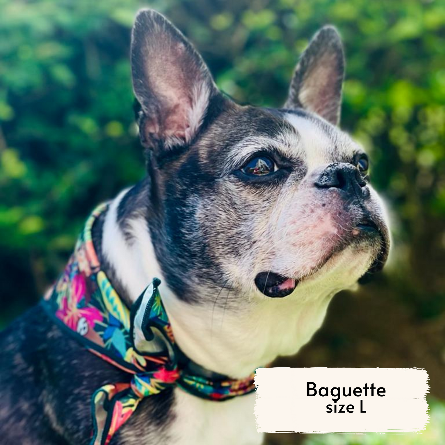 Pata Paw Costa Rican rainforest bandana as seen on Baguette, wearing a size L