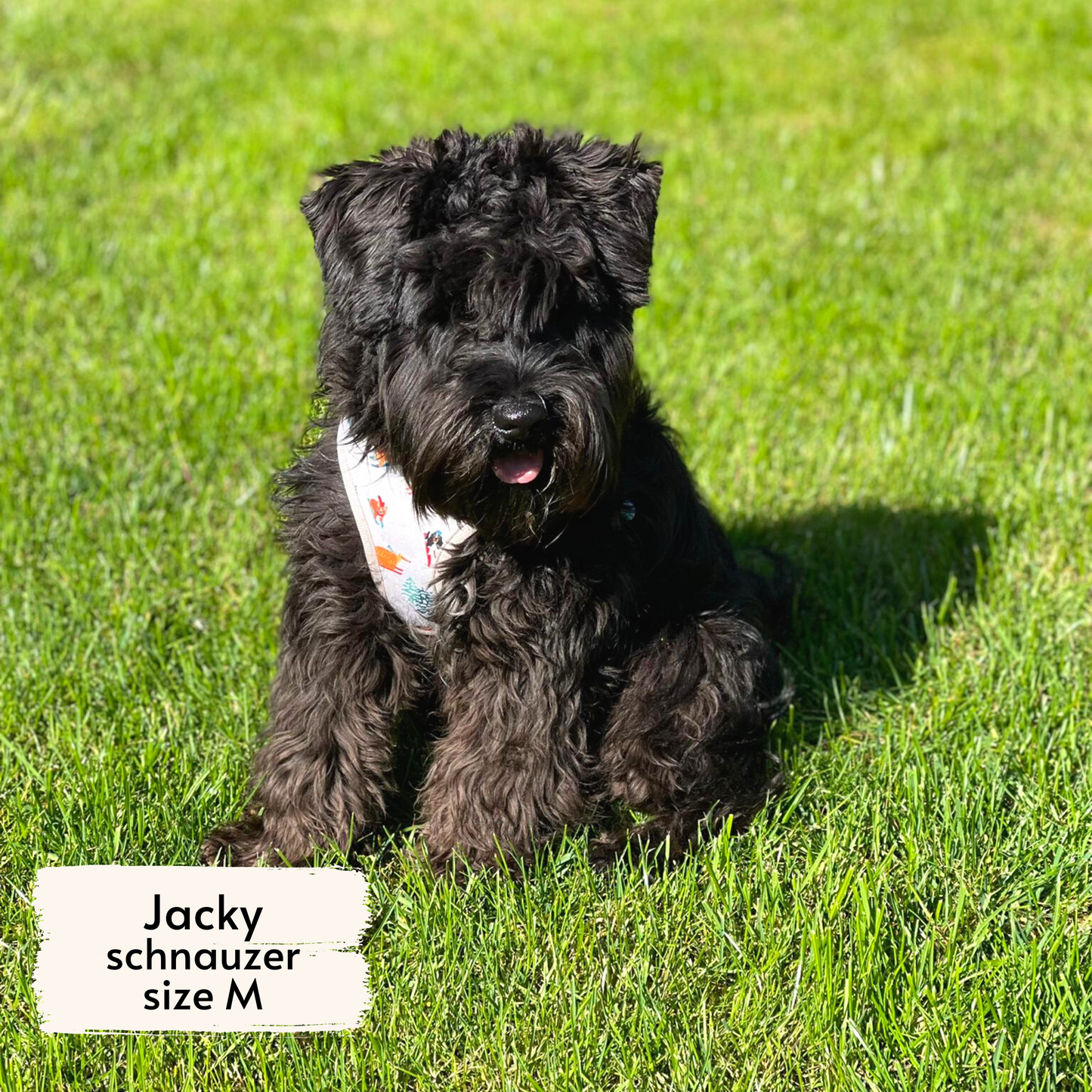 Jacky, a Geneva-based schnauzer, wearing Pata Paw's Ski Wonderland dog harness