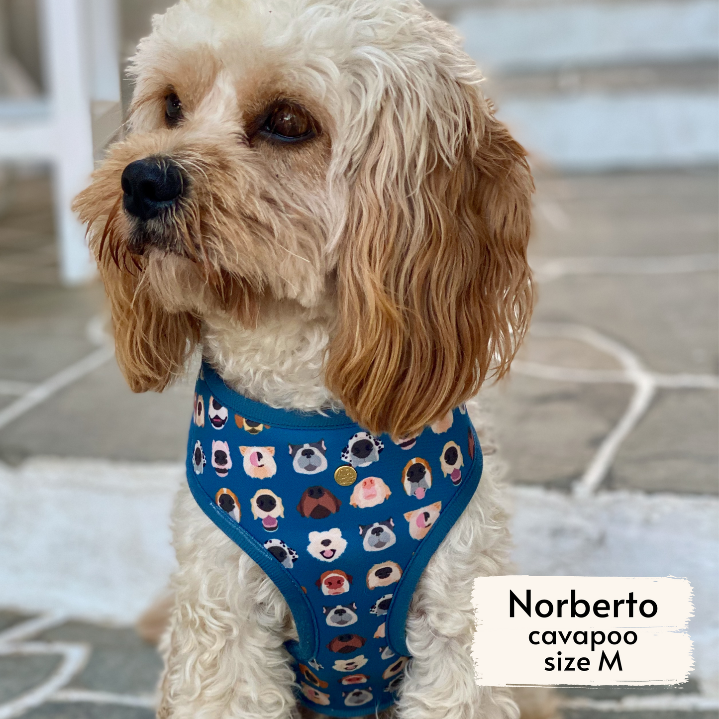 boops reversible harness