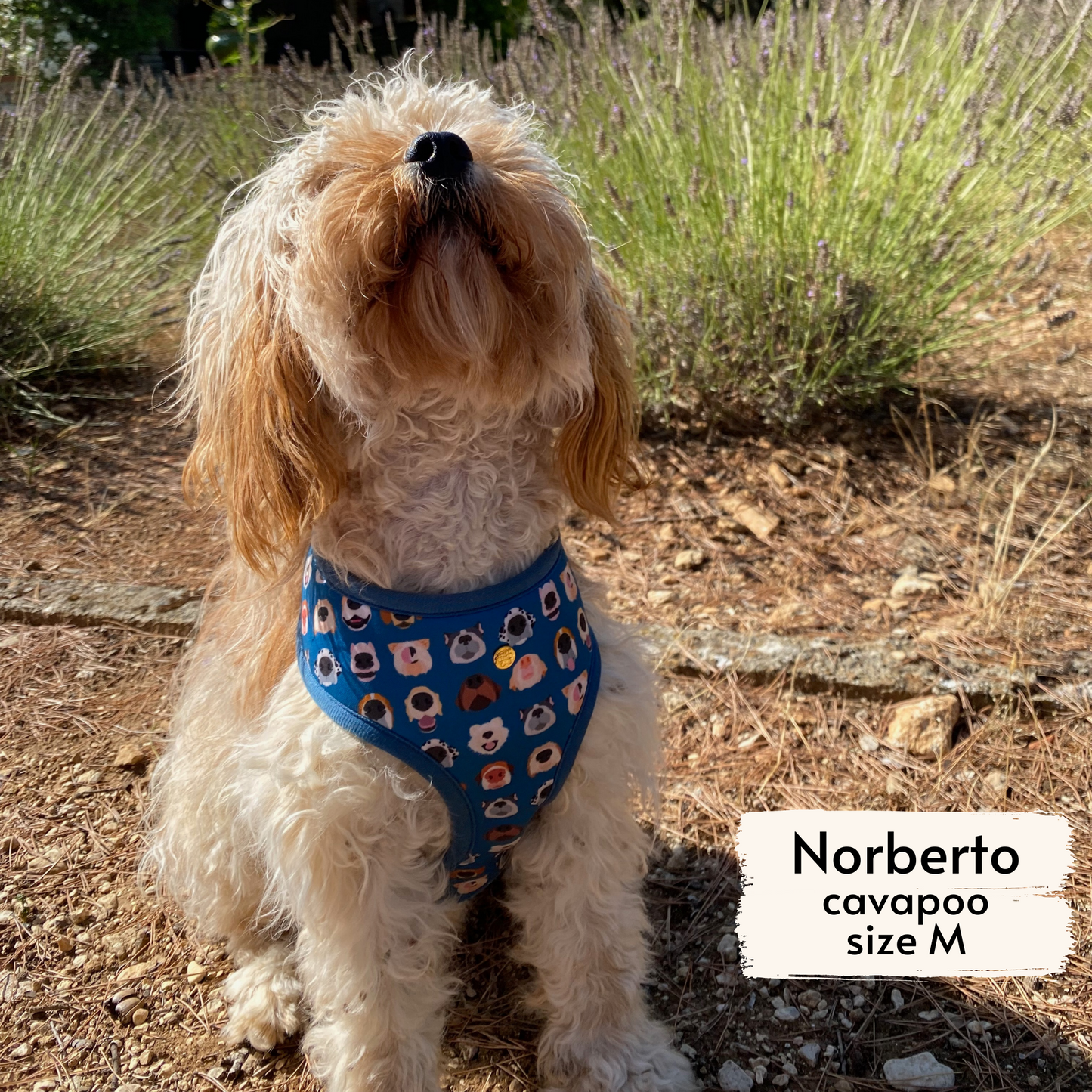 boops reversible harness