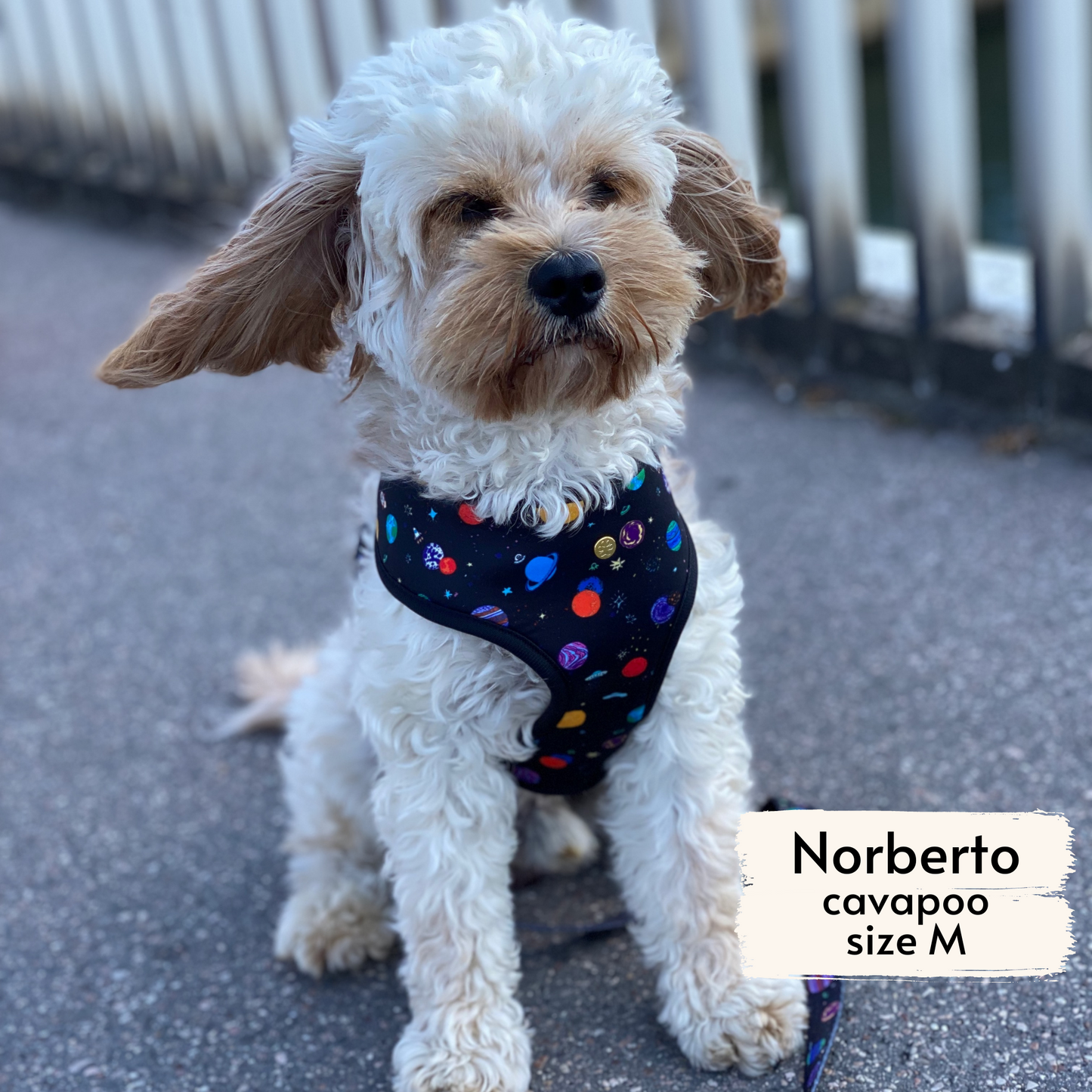 space explorer reversible harness