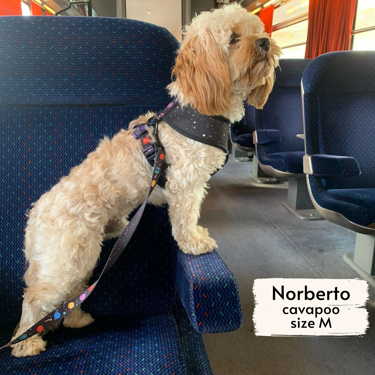 space explorer reversible harness