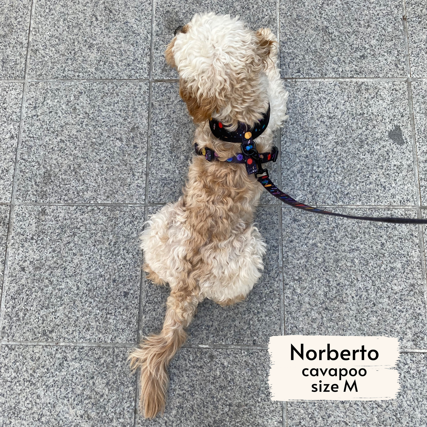 space explorer reversible harness